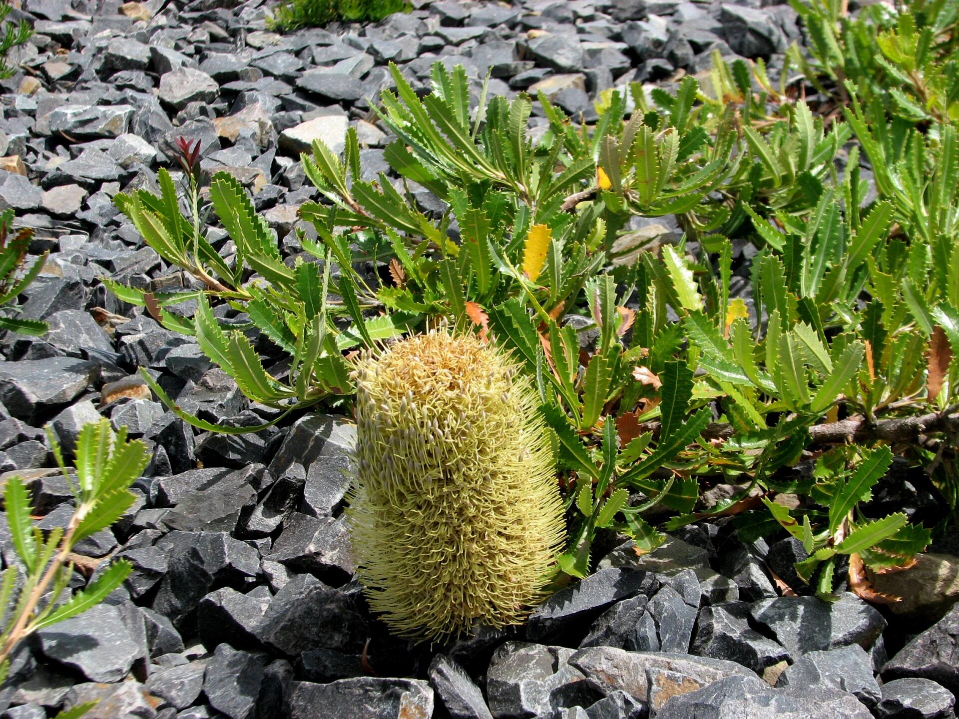 A brushy flower growing close to the ground, surrounded by green sawtooth leaves.