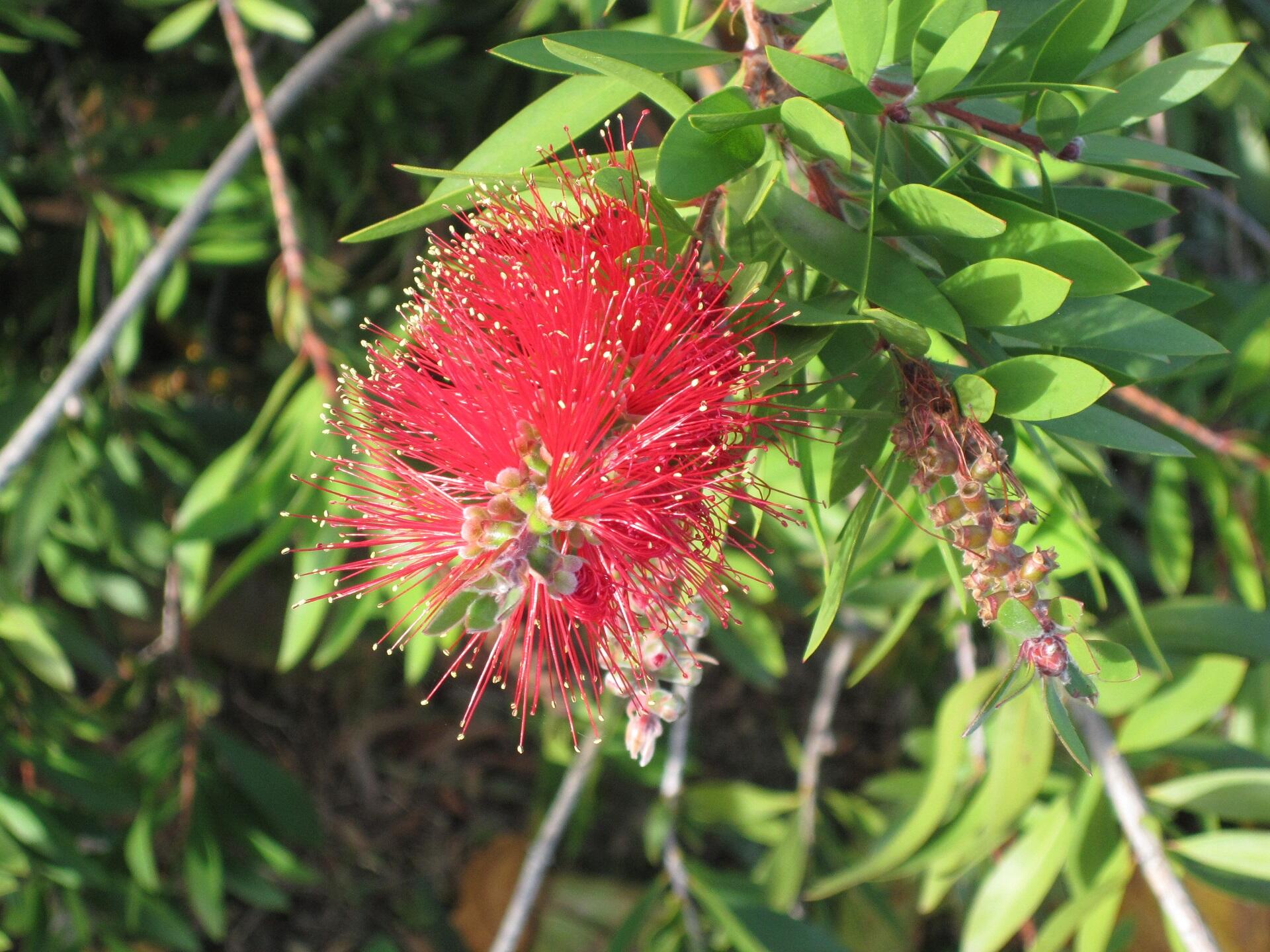 A red, prickly flower growing on a branch alongside green leaves.