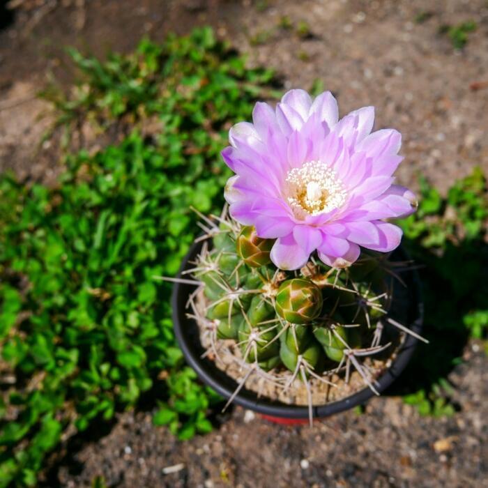 purple cactus flower in a garden.