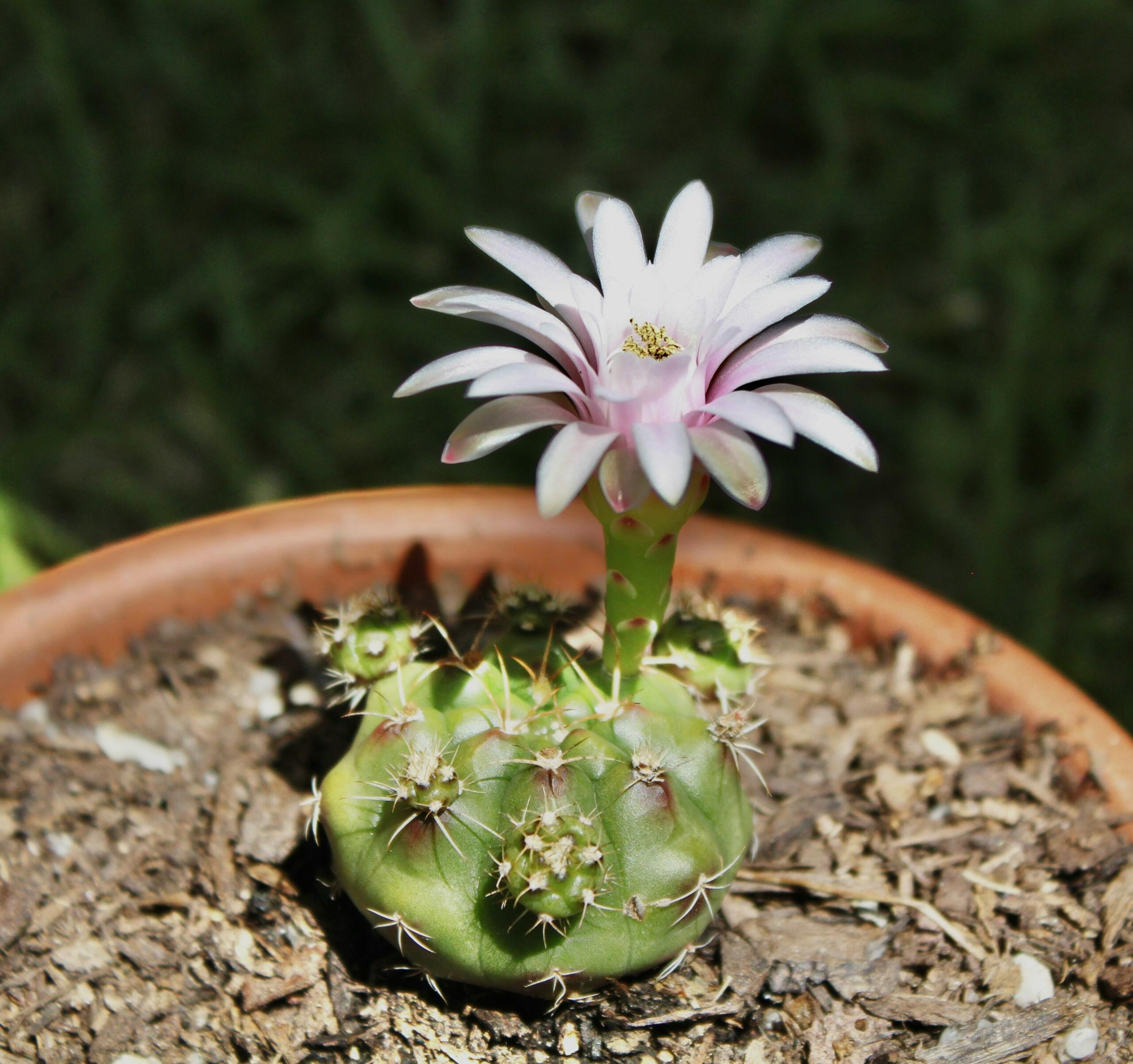 Raskošan cvijet kaktusa iz porodice Cactaceae u suhom okruženju