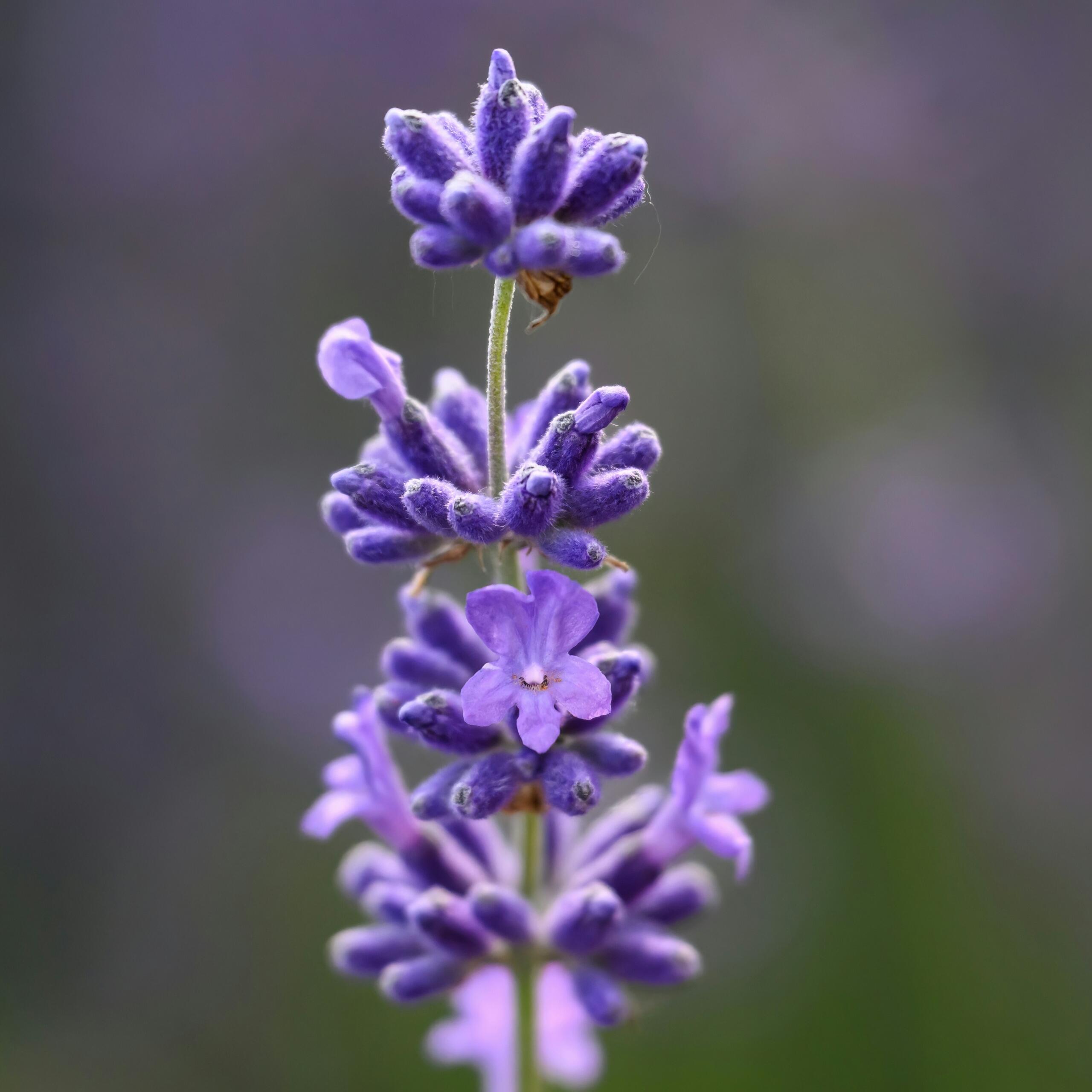 Ljubičasta lavanda Lavandula angustifolia u cvatu