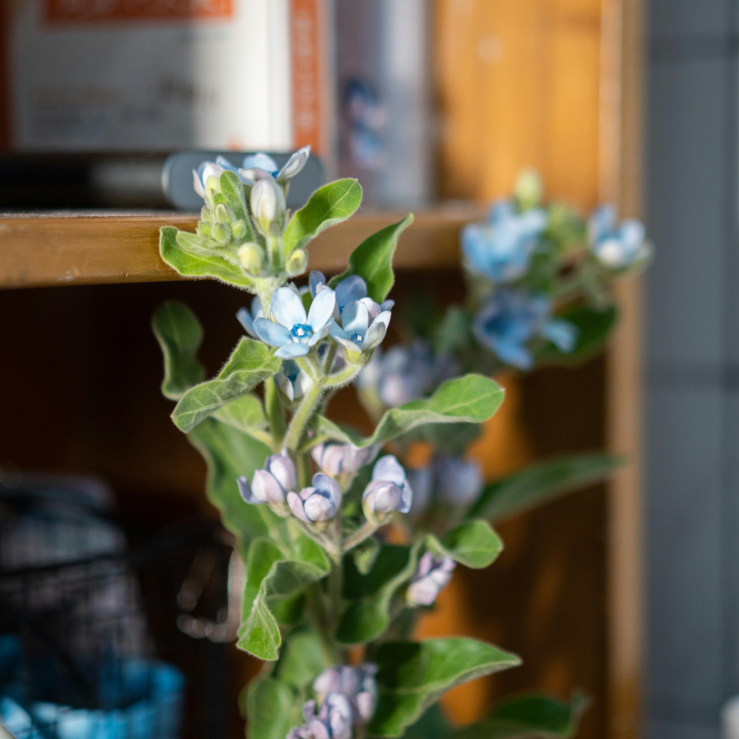 Sitni svijetlo plavi cvjetovi potočnice Myosotis