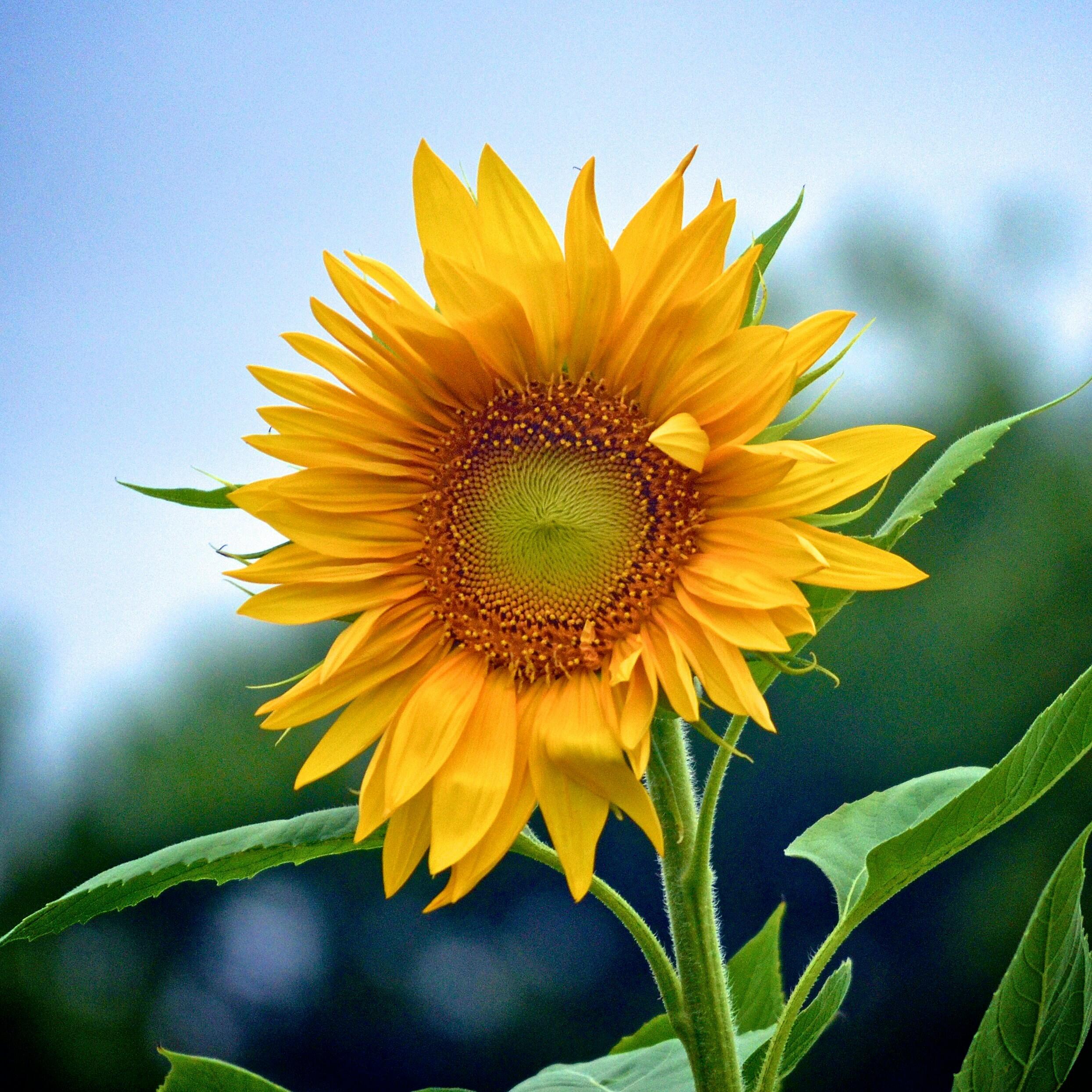 Veliki žuti suncokret Helianthus annuus u punom cvatu okrenut prema suncu