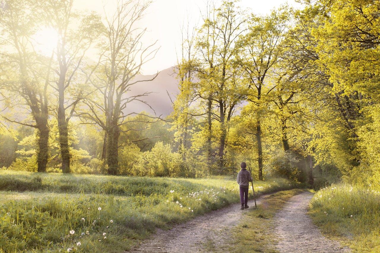 chemins dans les bois avec randonneur