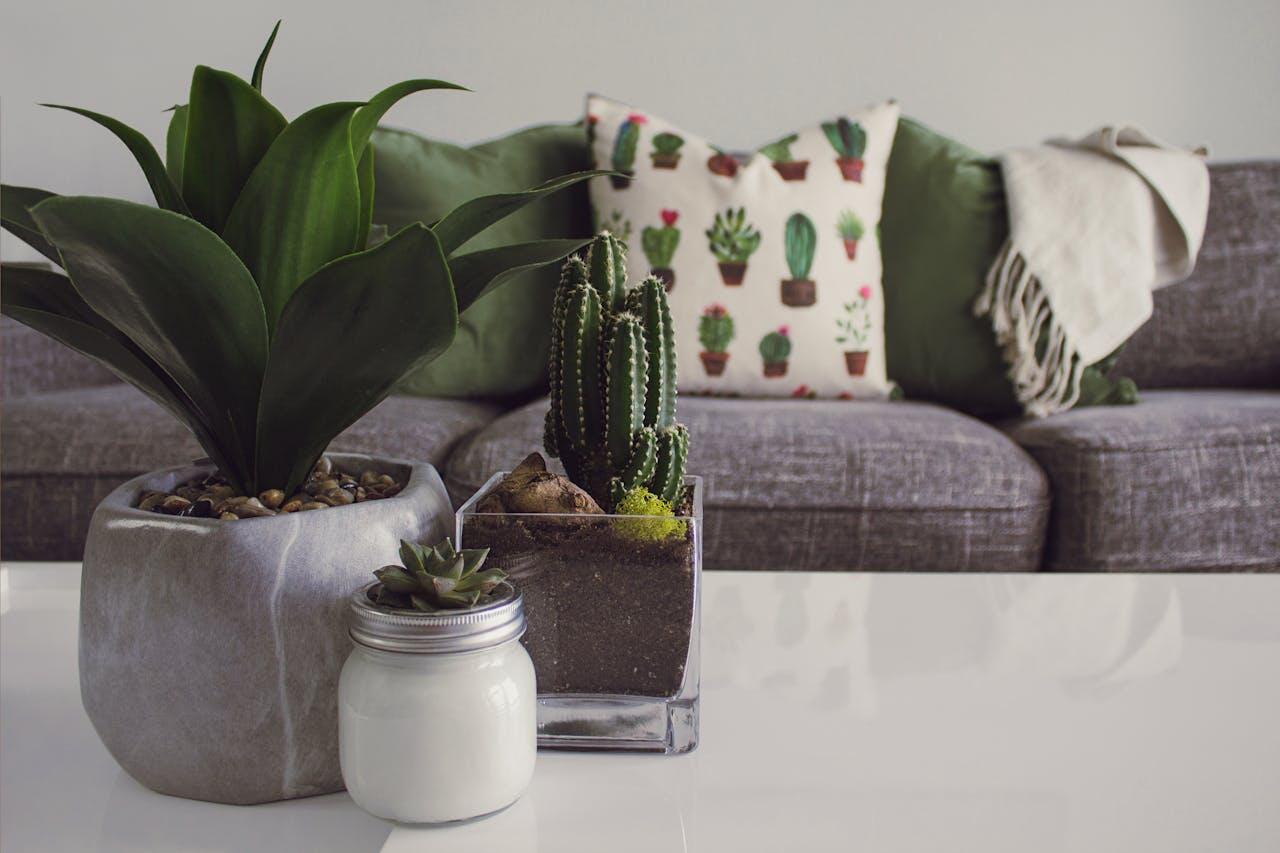 canape et cactus