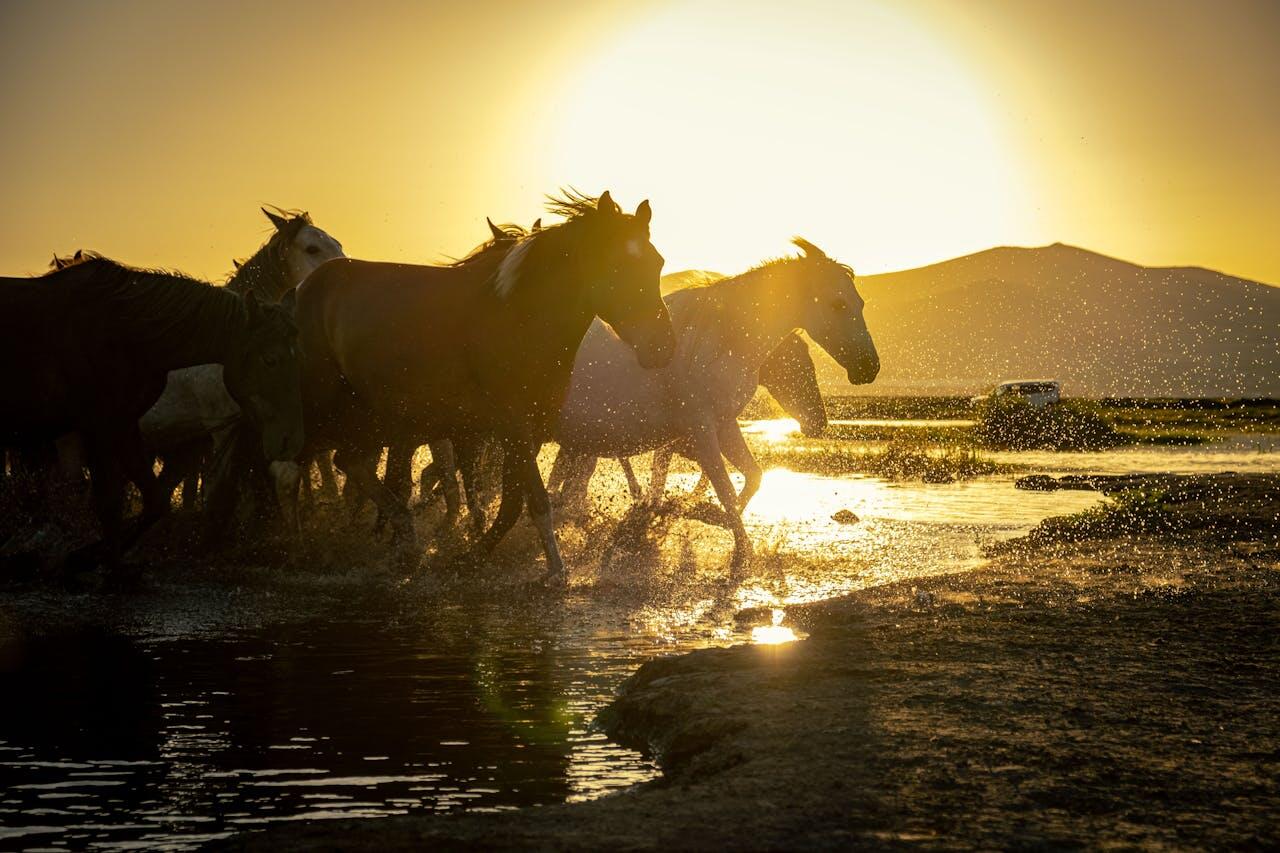 chevaux au soleil couchant