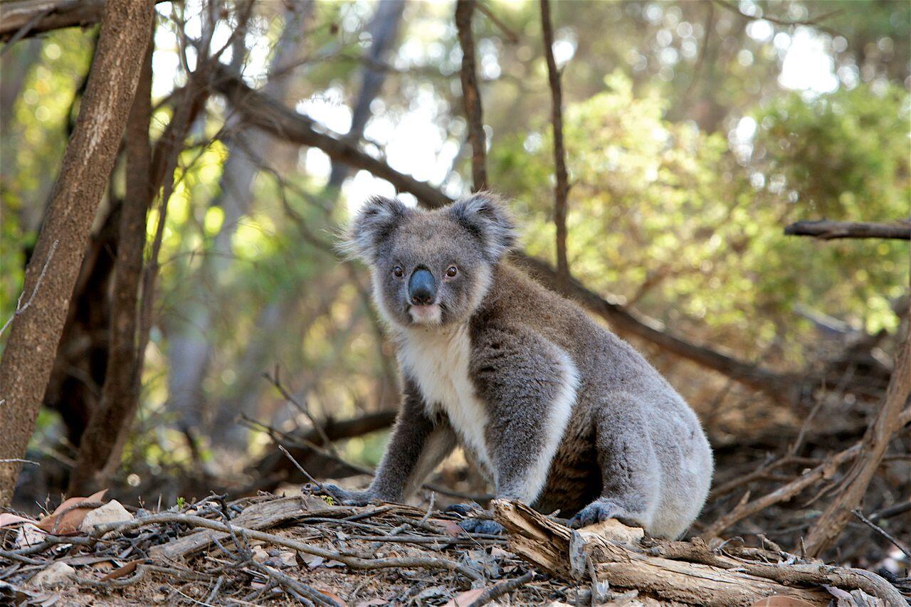 koala dans une foret australienne