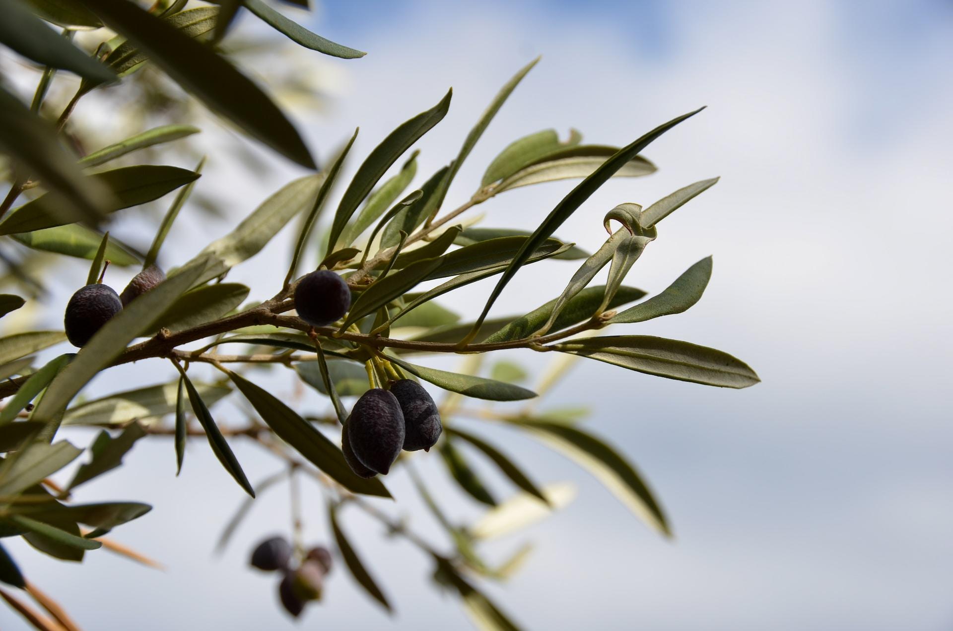 branche d'olive symbole de la Grèce