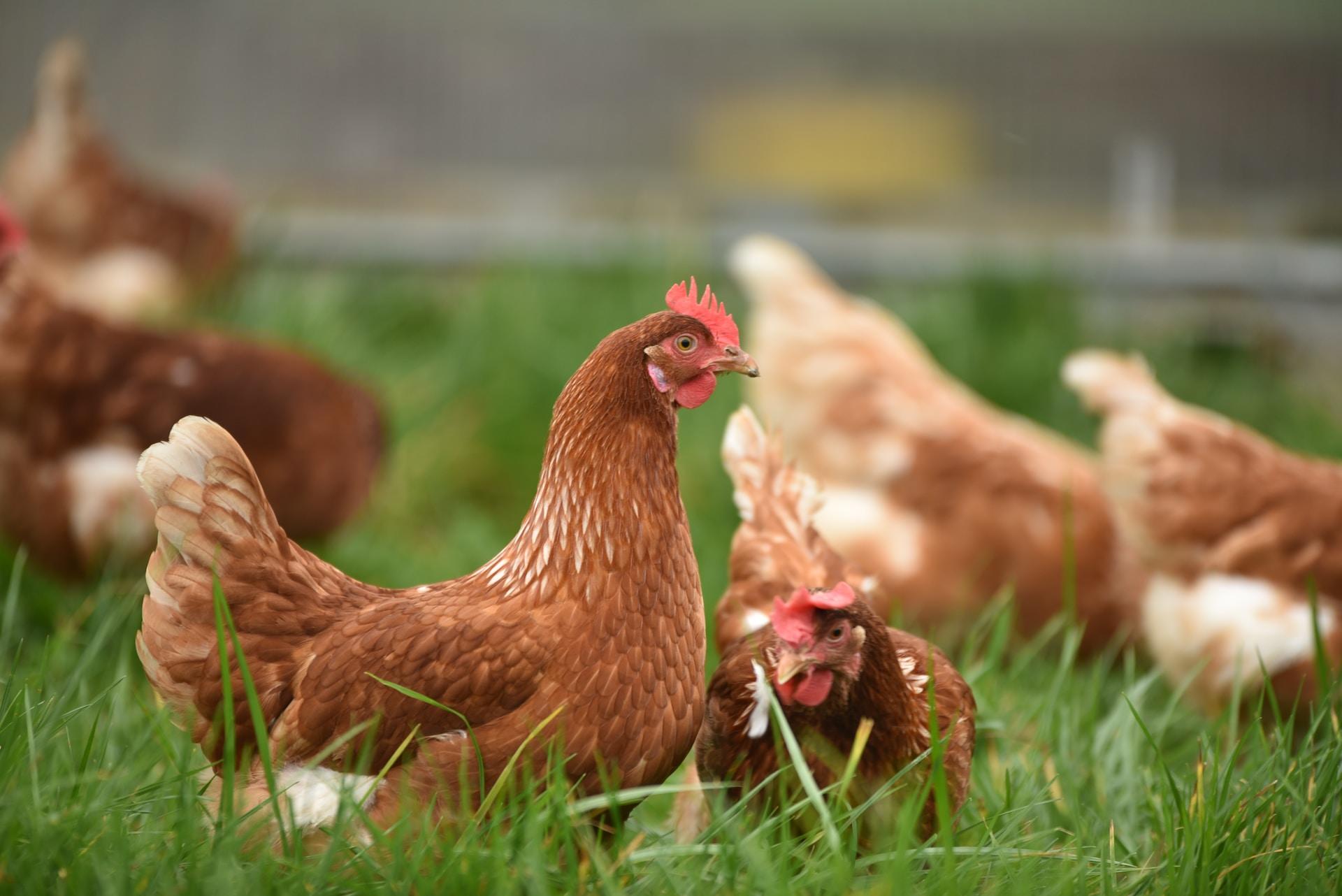 poules dans l'herbe picorant