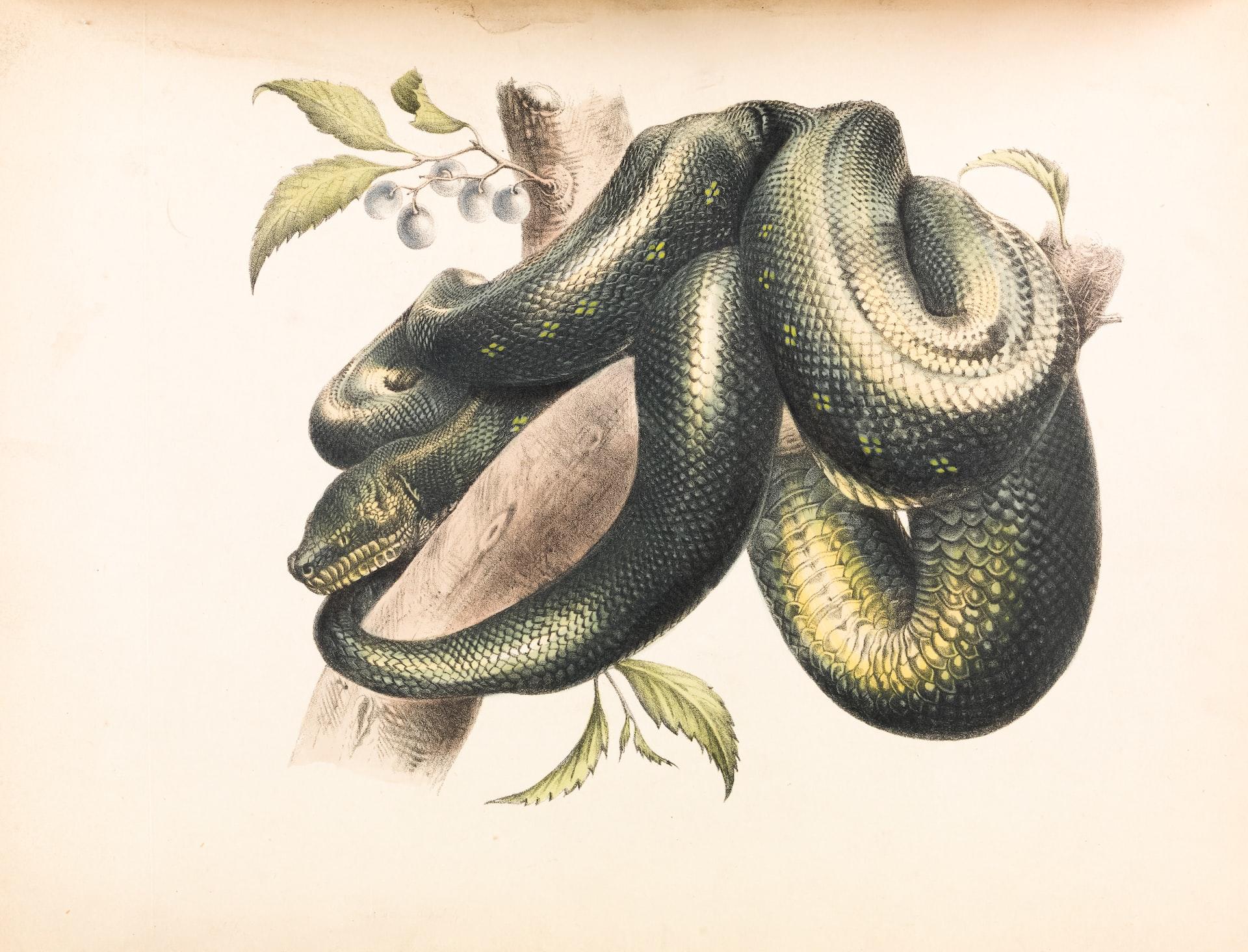dessin de serpent sur une branche