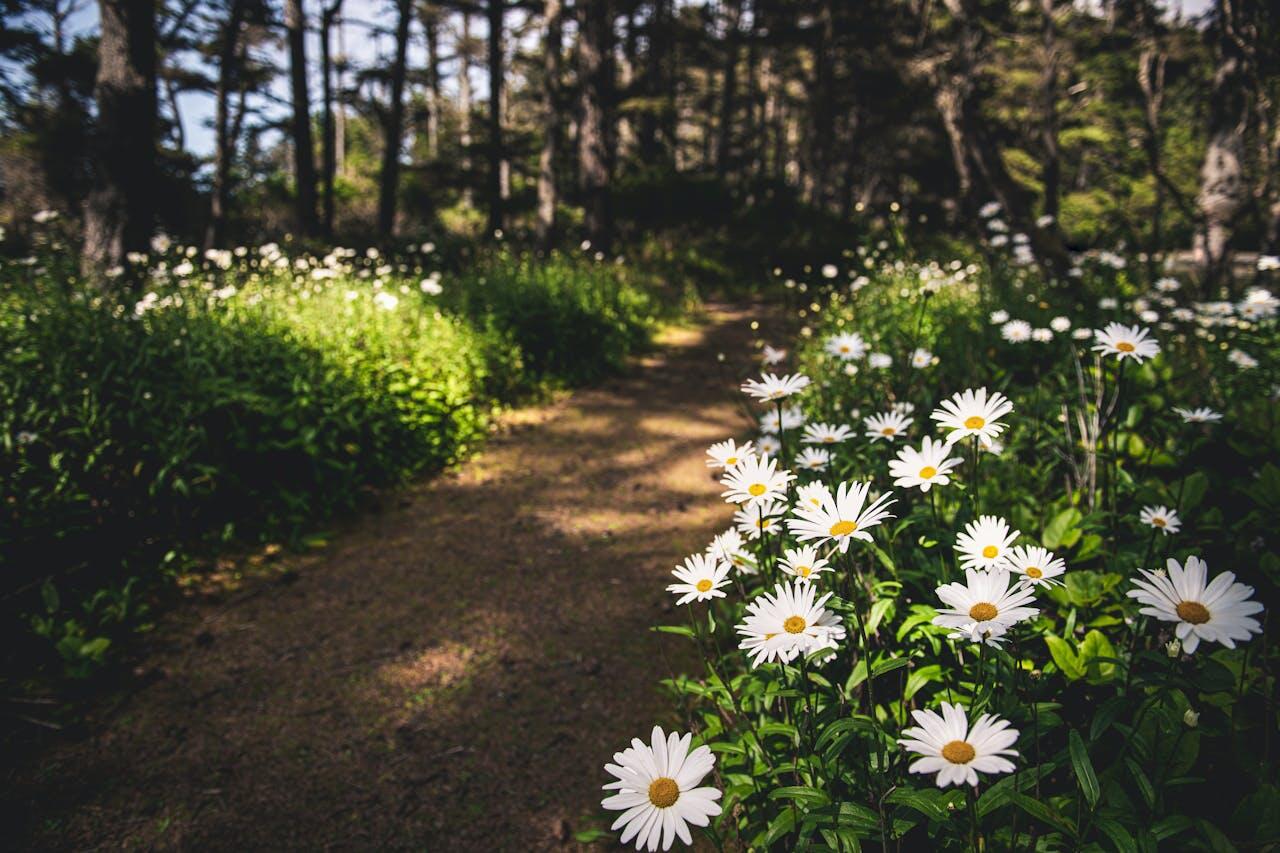 chemin en foret avec paquerettes