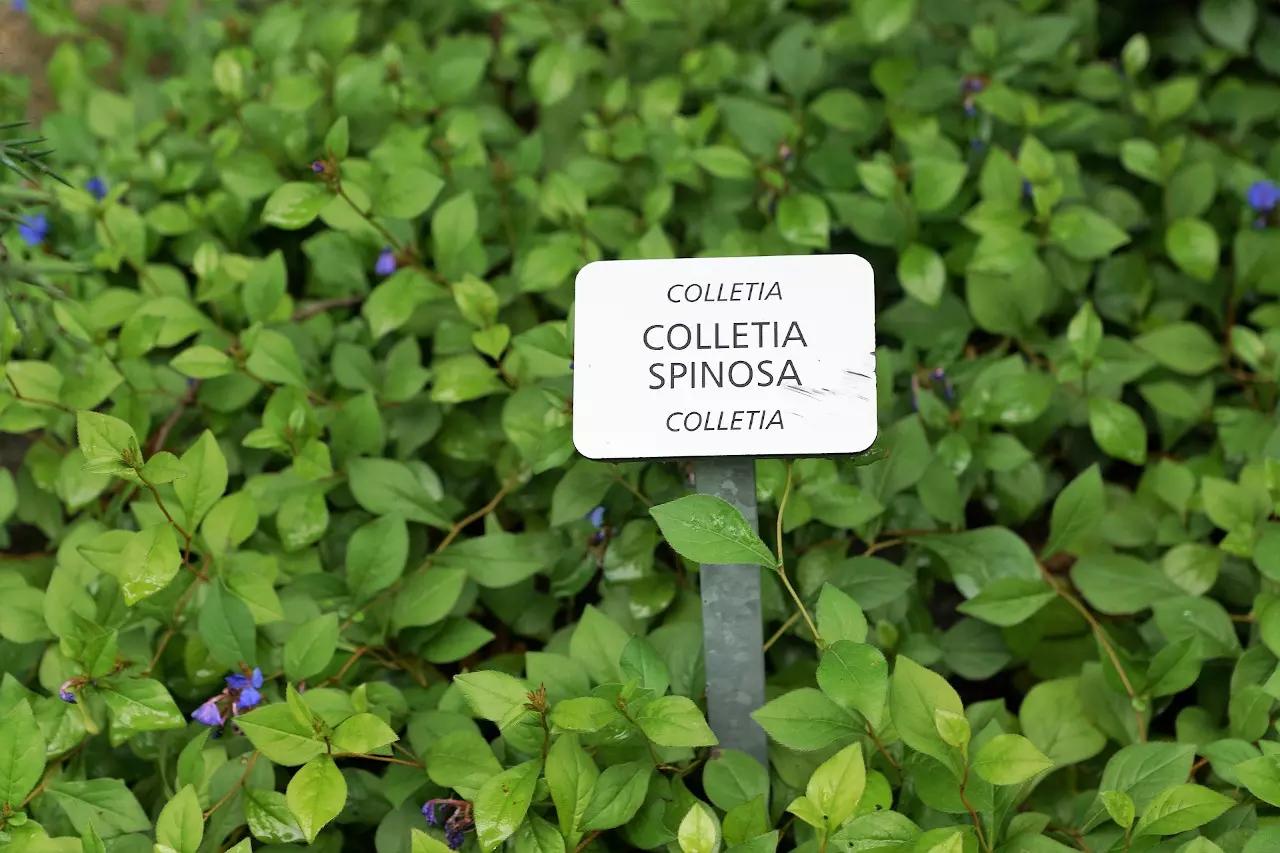 Quelle est cette plante ?