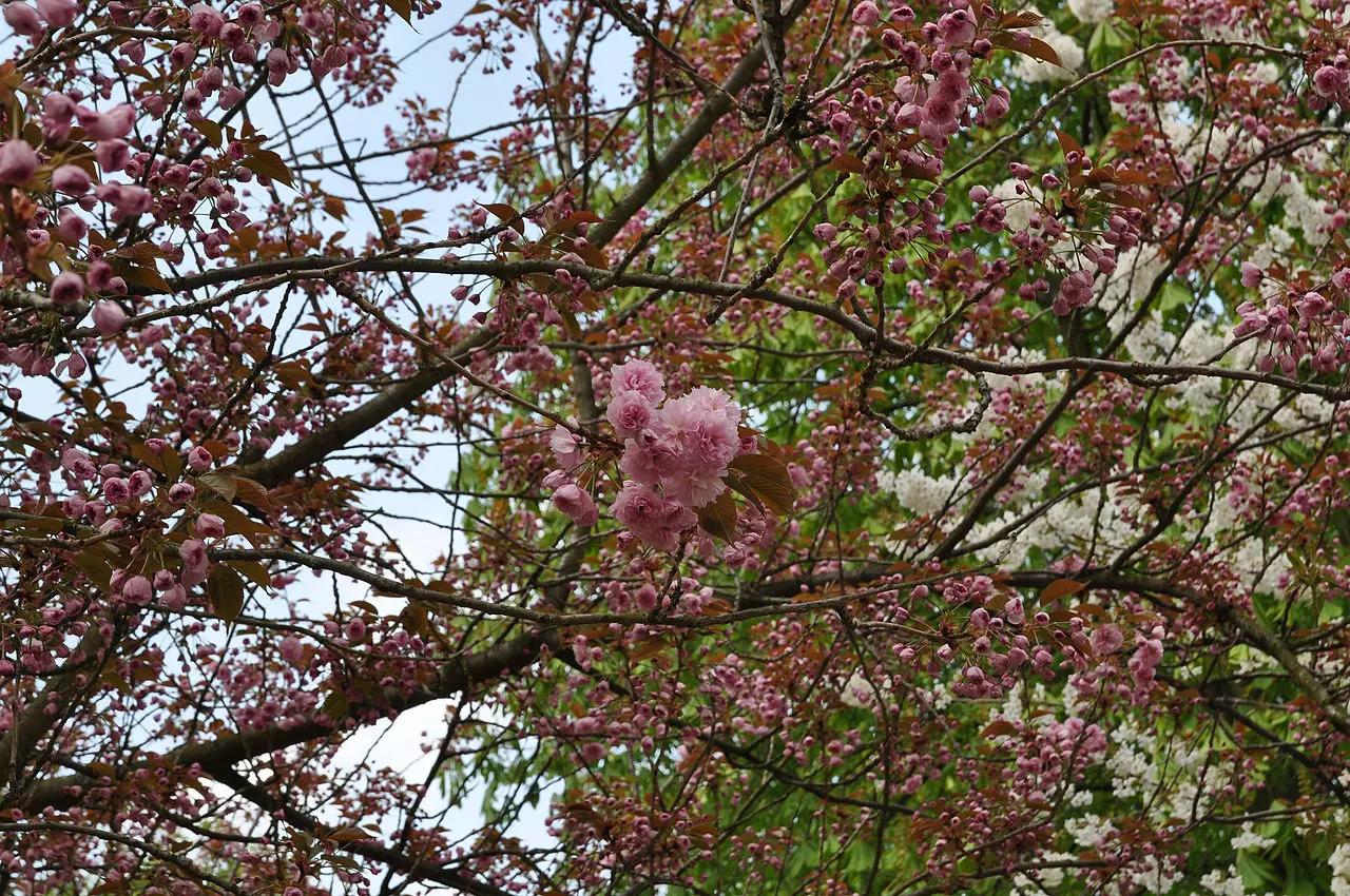 Quand fleurit le cerisier du Japon ?
