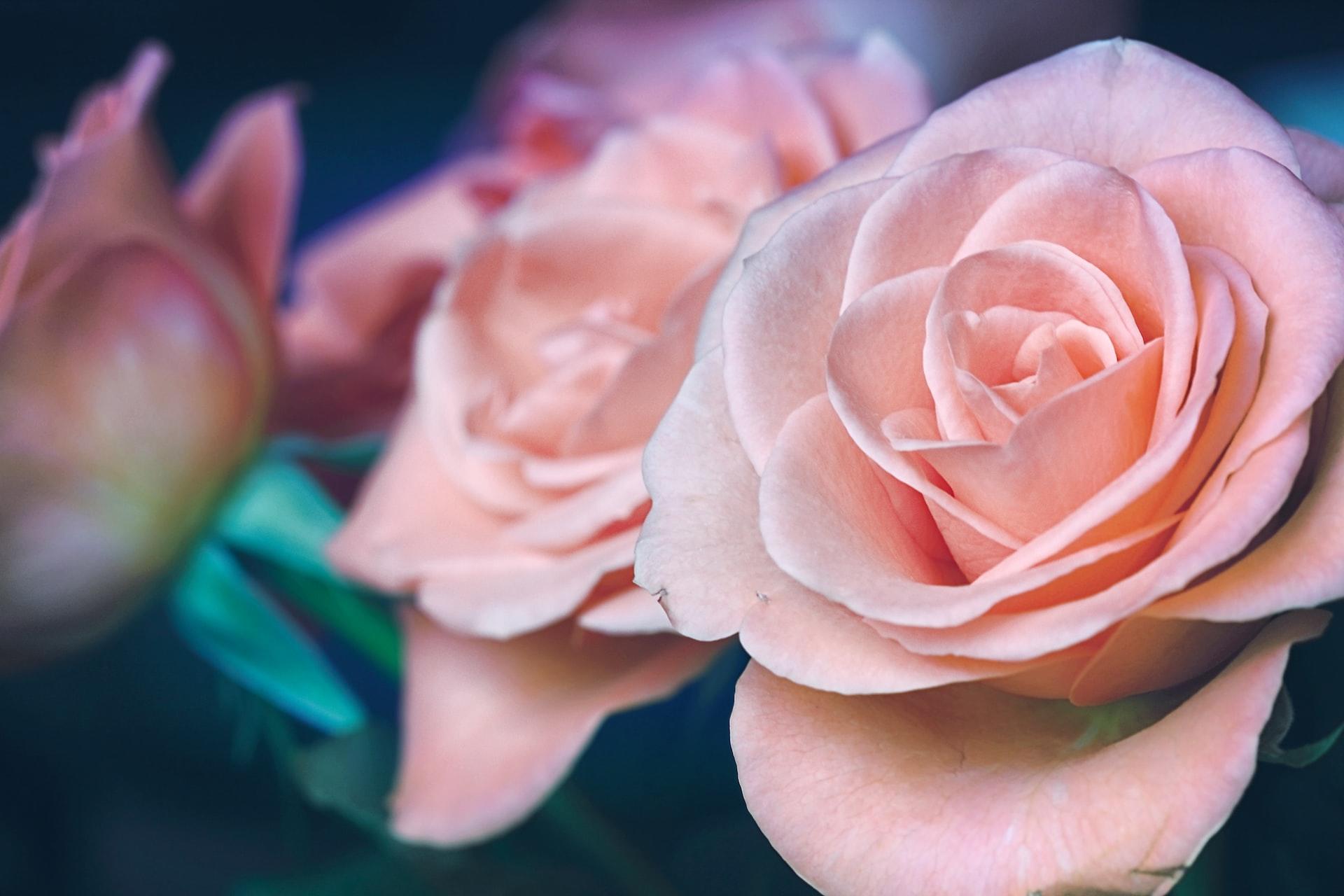 flou sur deux roses roses et une en premier plan nette