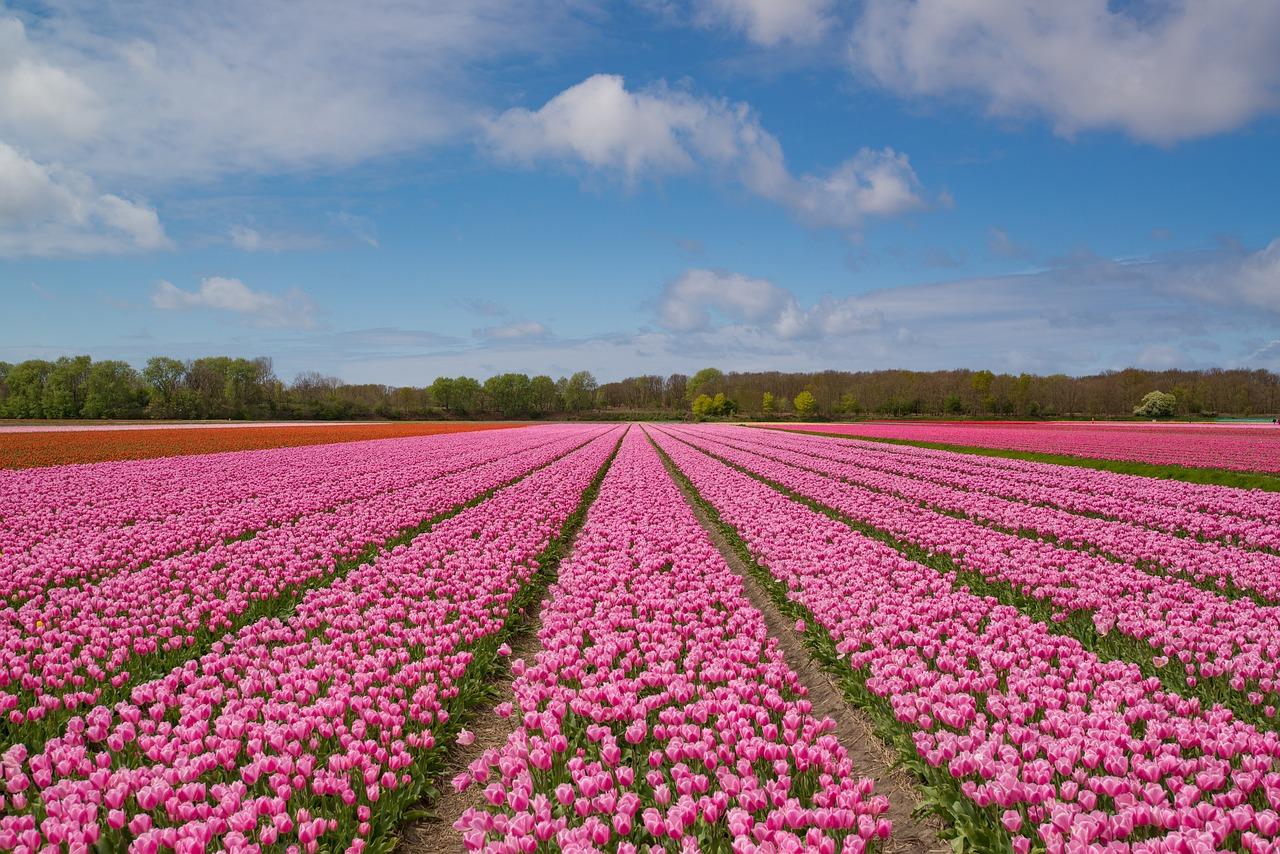 Pourquoi autant de tulipes aus Pays Bas ?