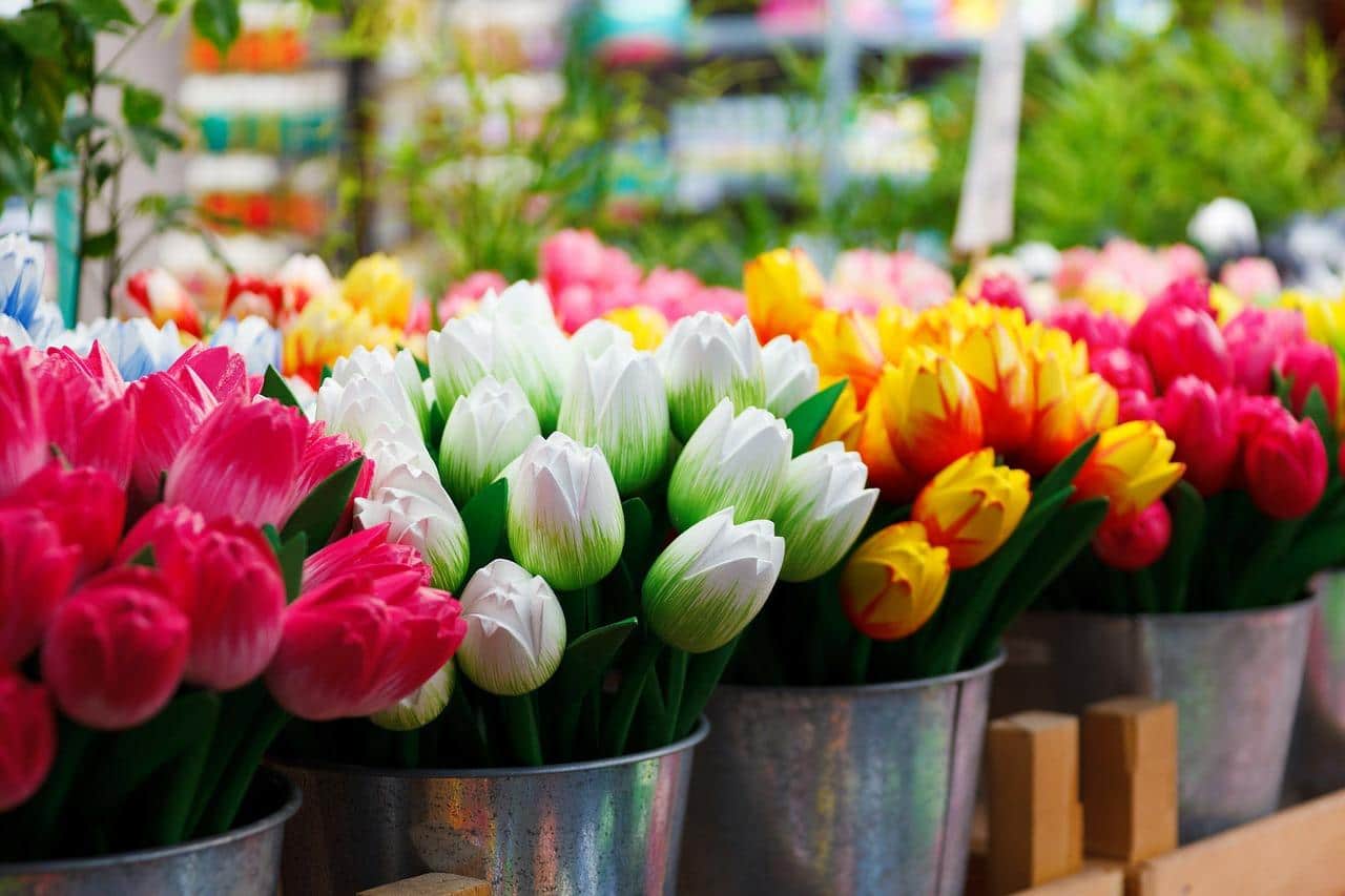 Combien de couleurs différentes de tulipes ?