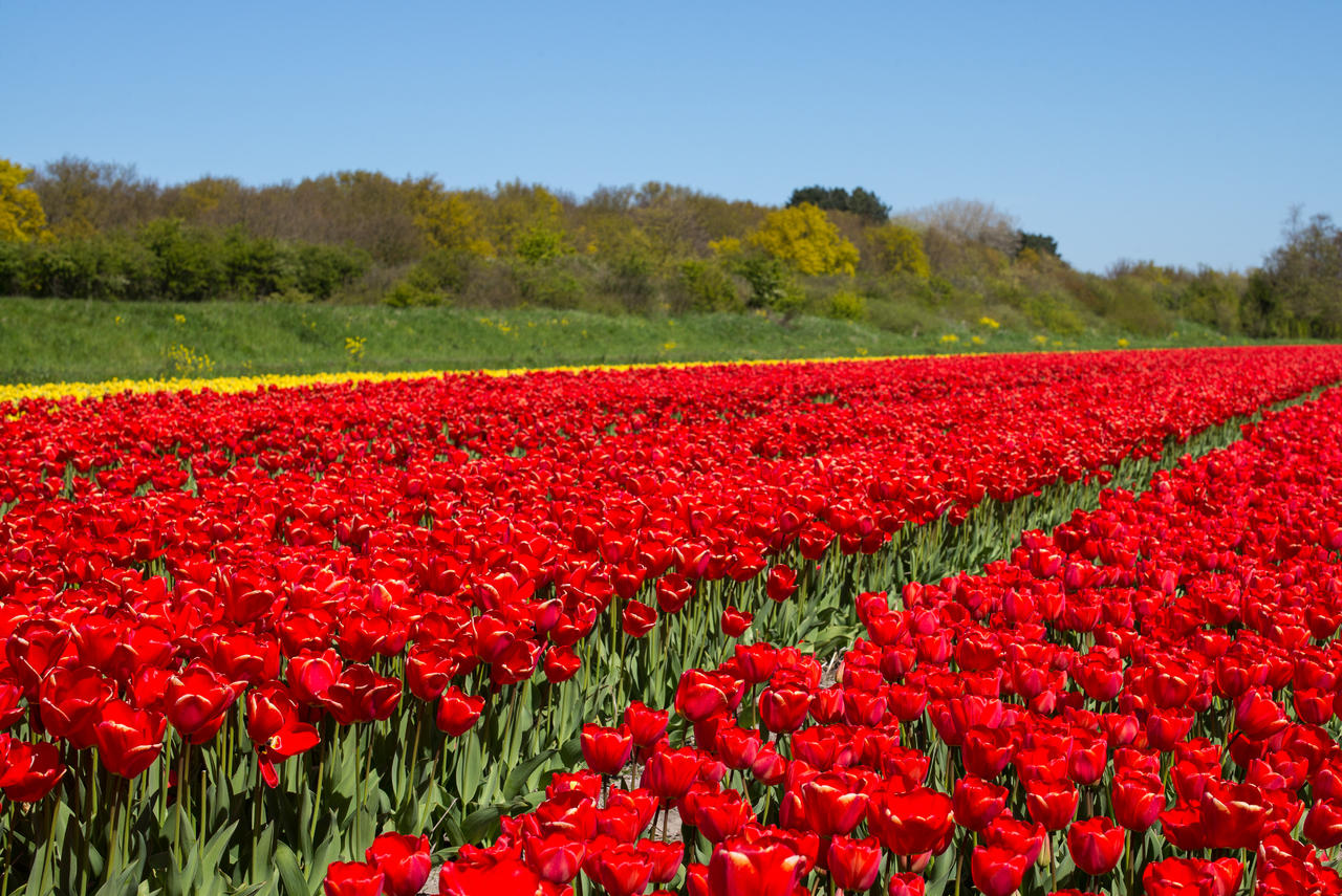 Les tulipes aux Pays-Bas