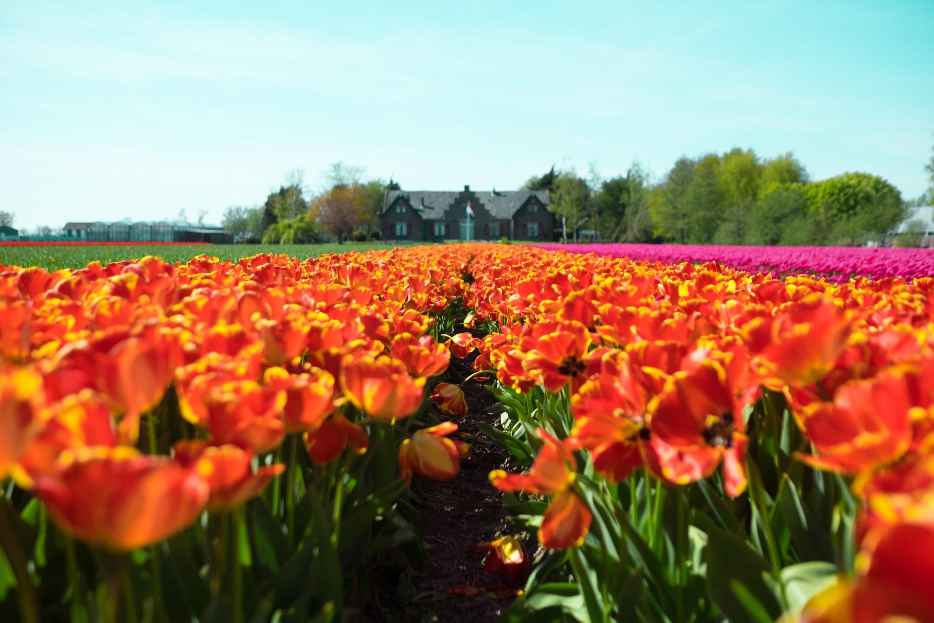 champ de fleurs avec maison aux Pays-Bas