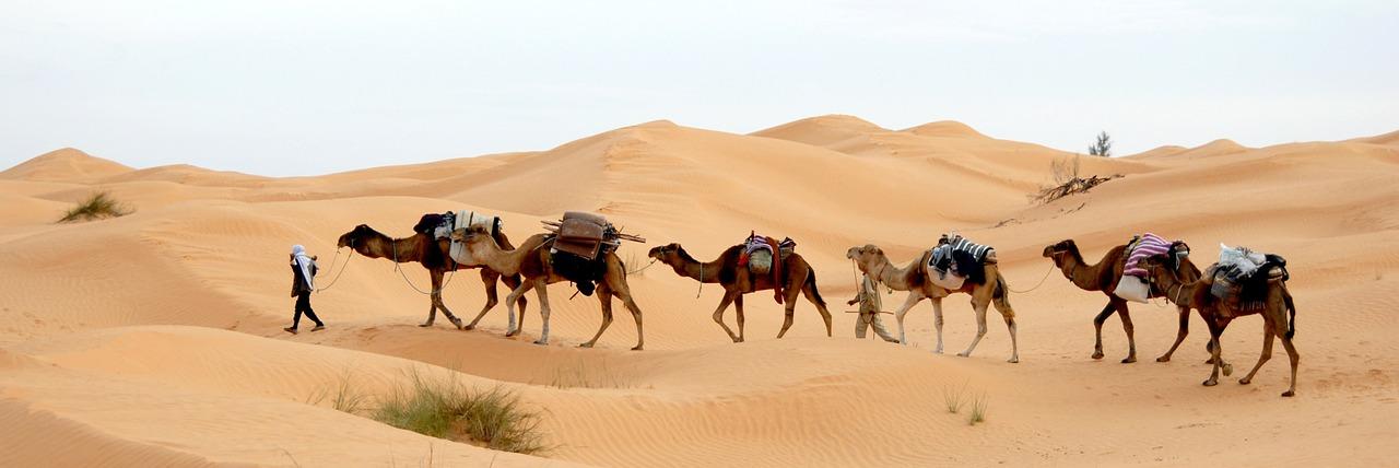 Quelle est la différence entre les chameaux et les dromadaires en Afrique ?