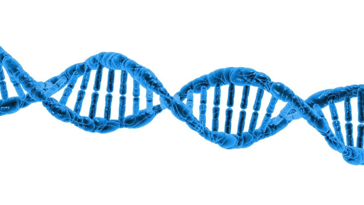 L'acide désoxyribonucléique et ses protéines