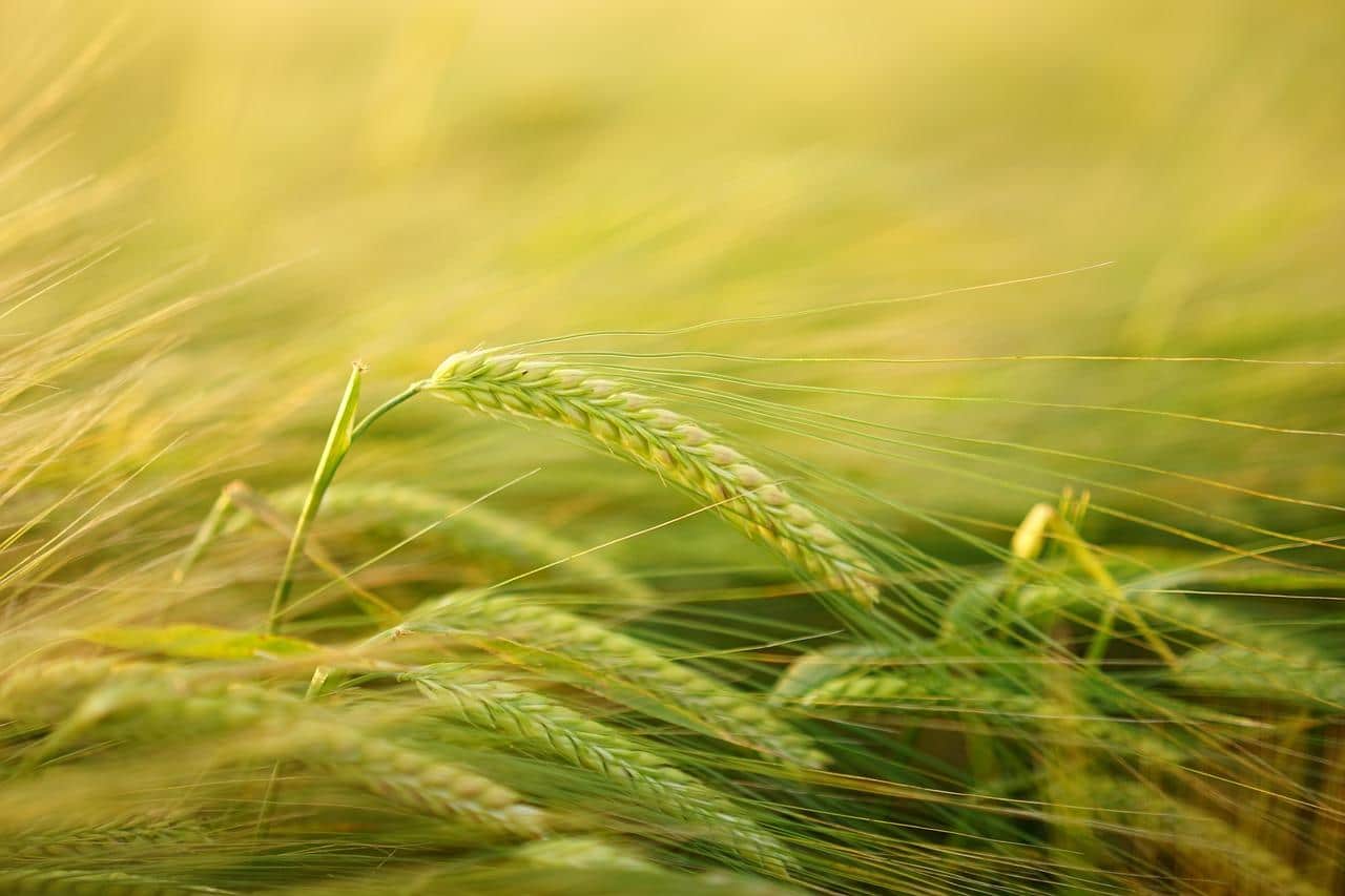 Culture céréalière de blé