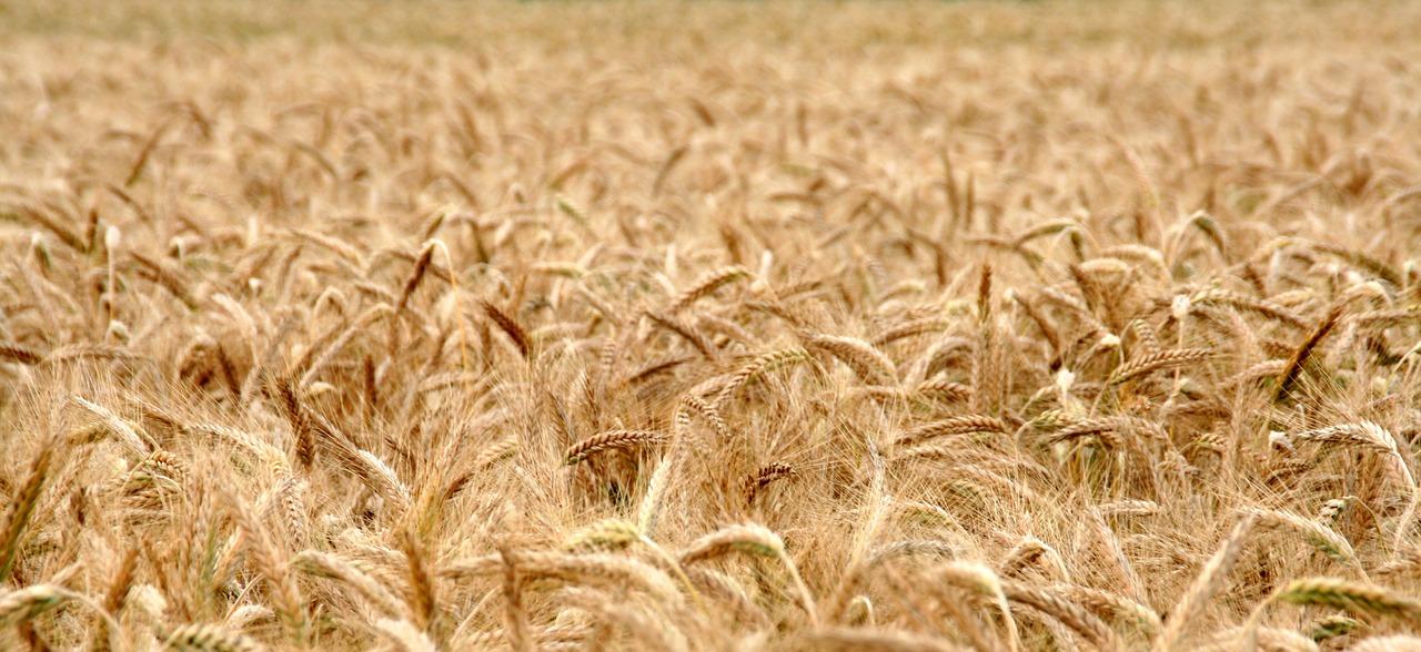 Il existe de nombreuses céréales qui ne contiennent pas de gluten