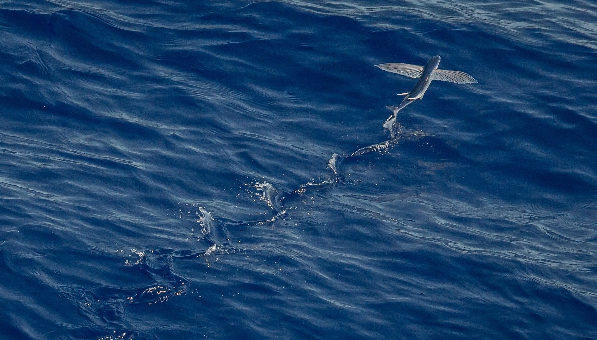 poissons volants dans l'eau