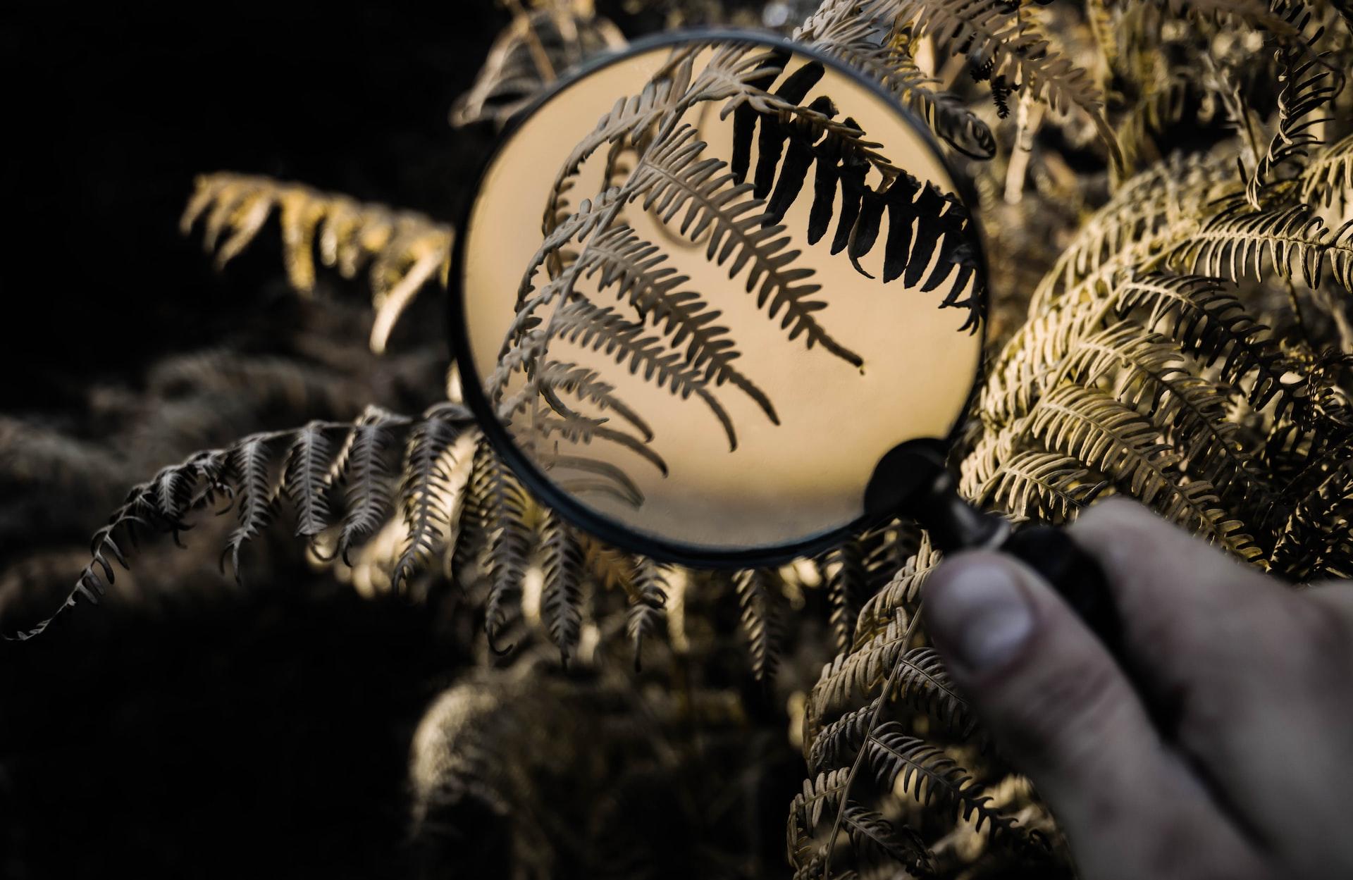 loupe explorant l'extérieur et notamment une plante