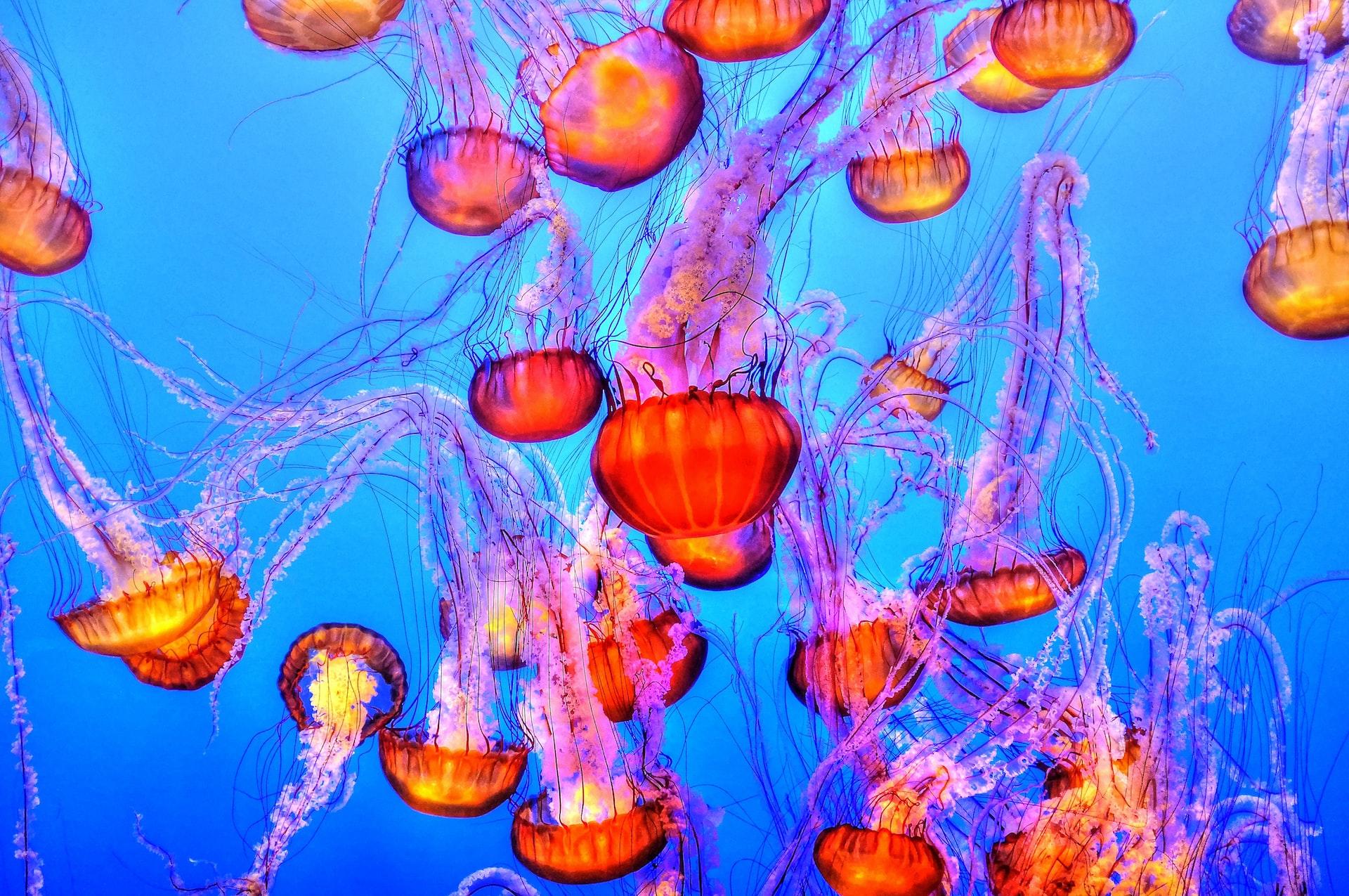 vie sous la mer avec des méduses appelées immortelles