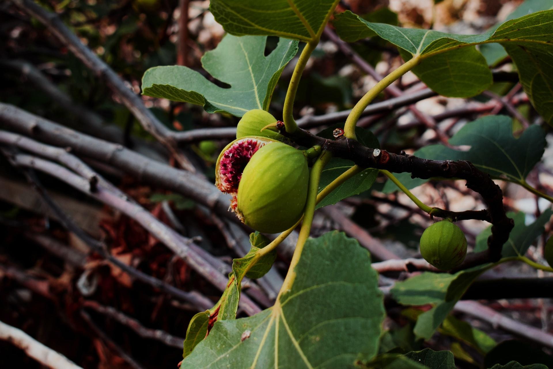 le vivant la vie des plantes