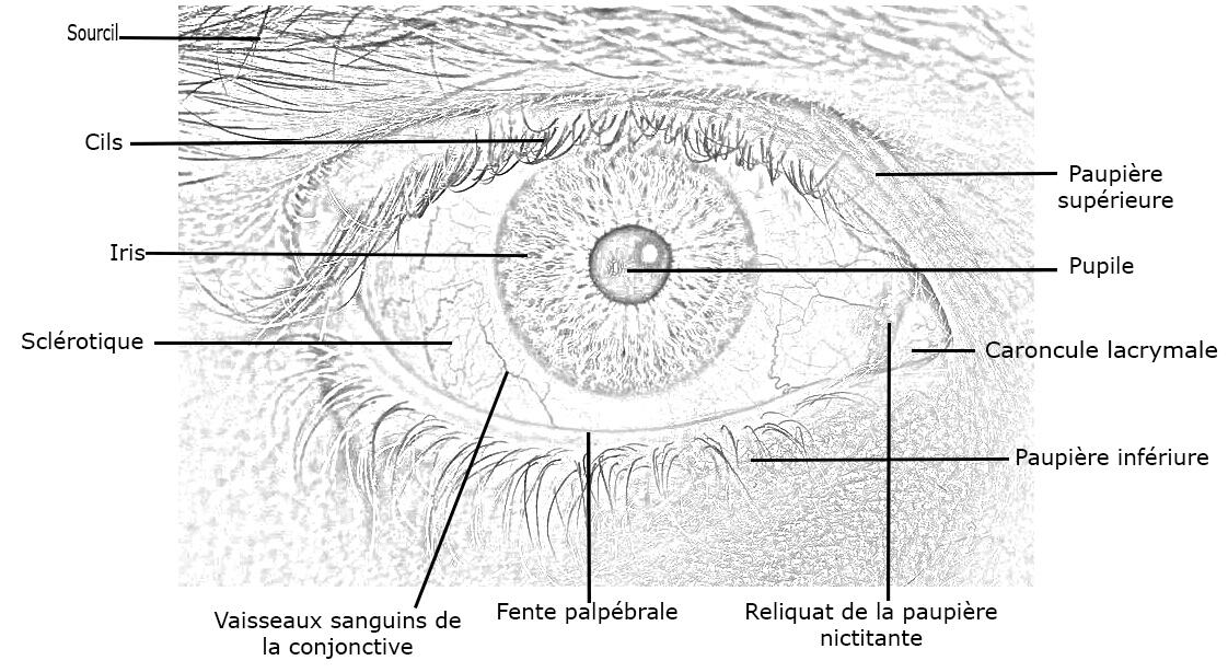 schéma oeil