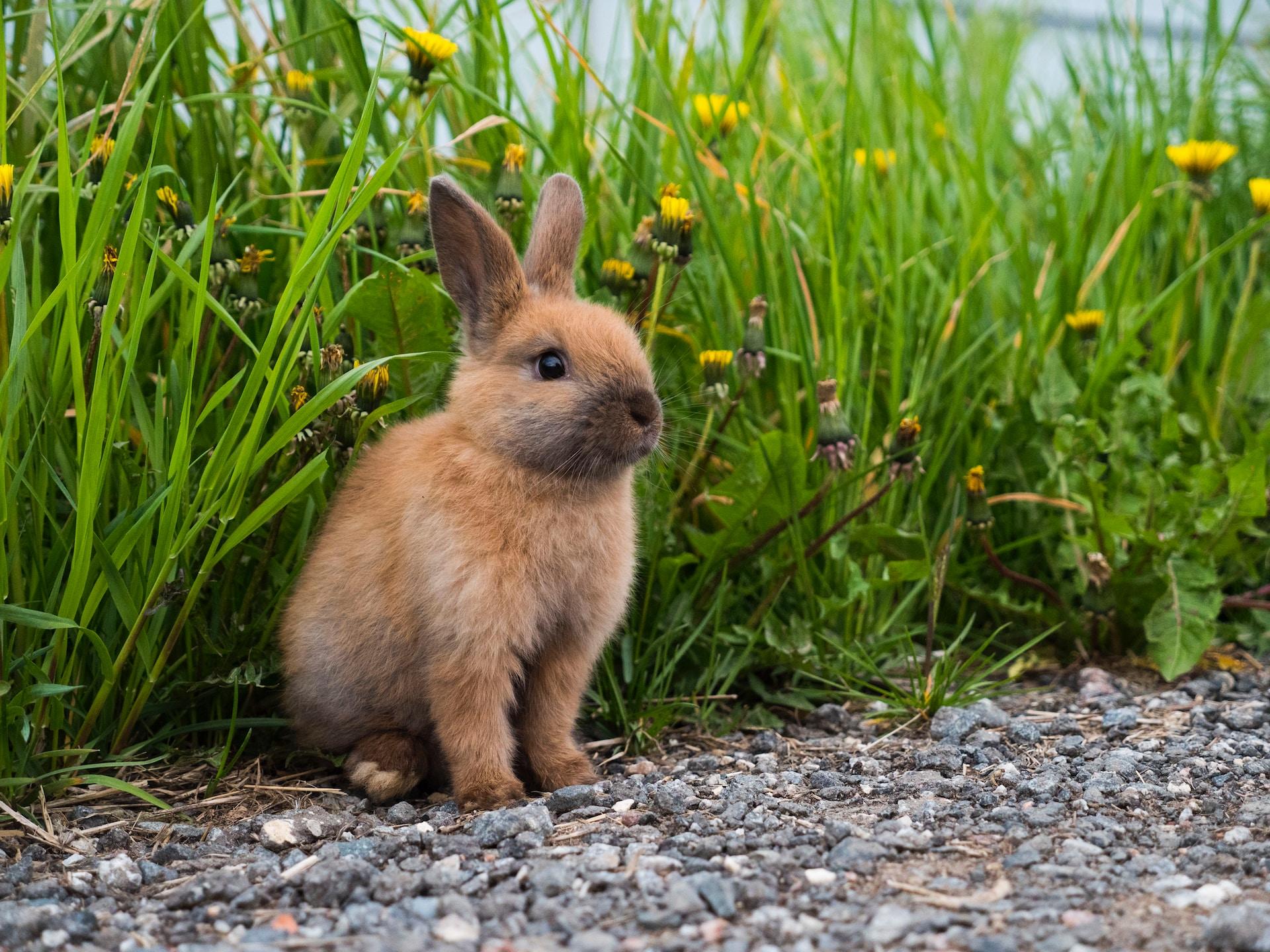 petit lapin roux devant de l'herbe