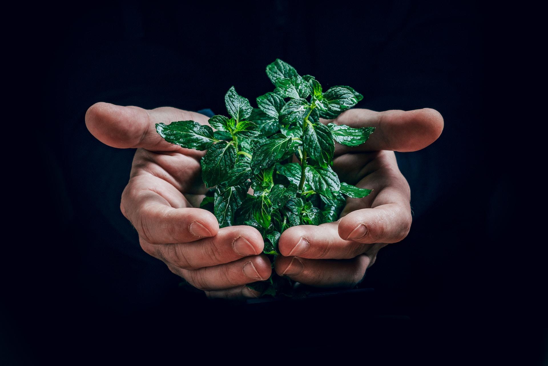 écologie arbres figurés contenus dans main humaine