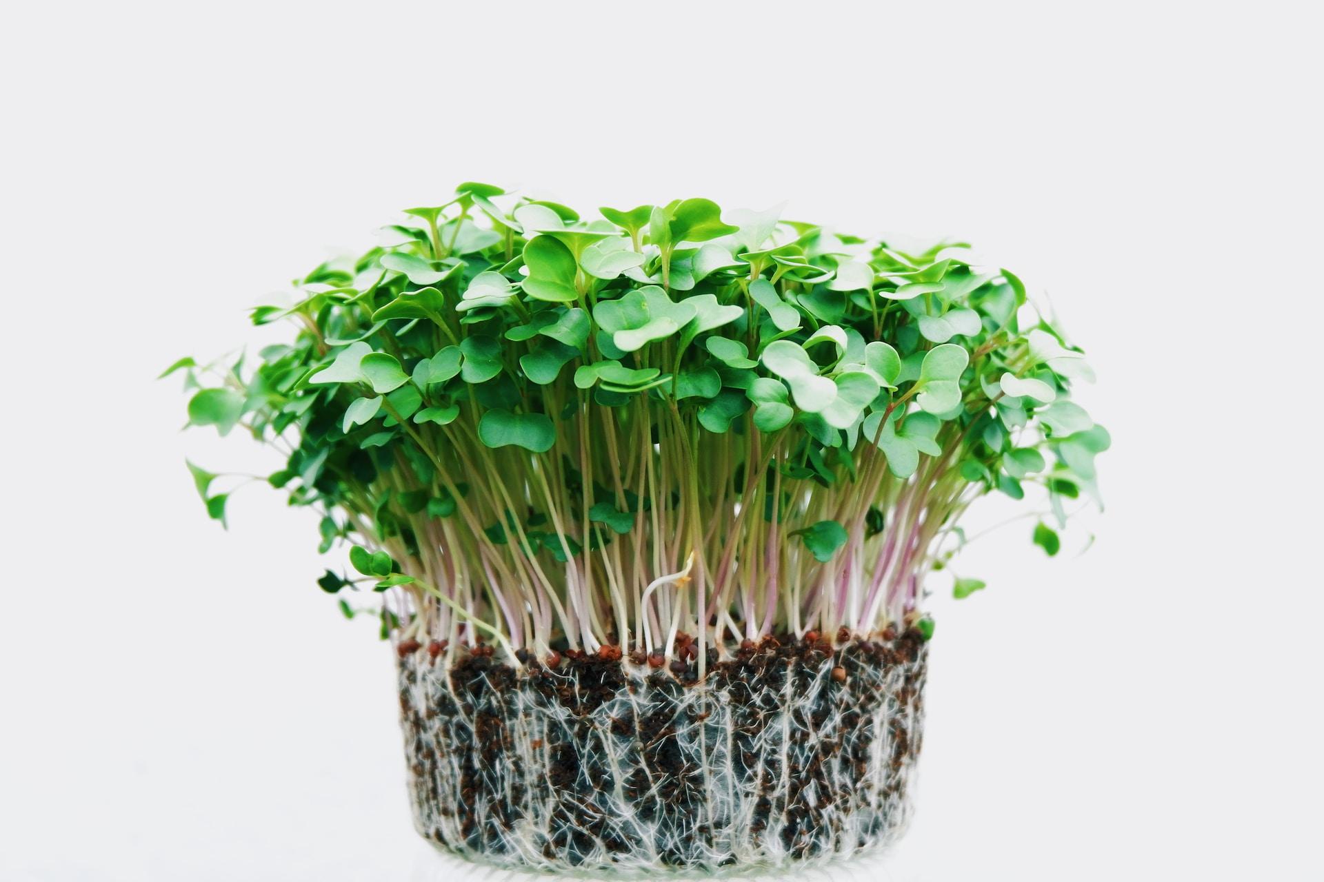dessous d'une plante sous la terre