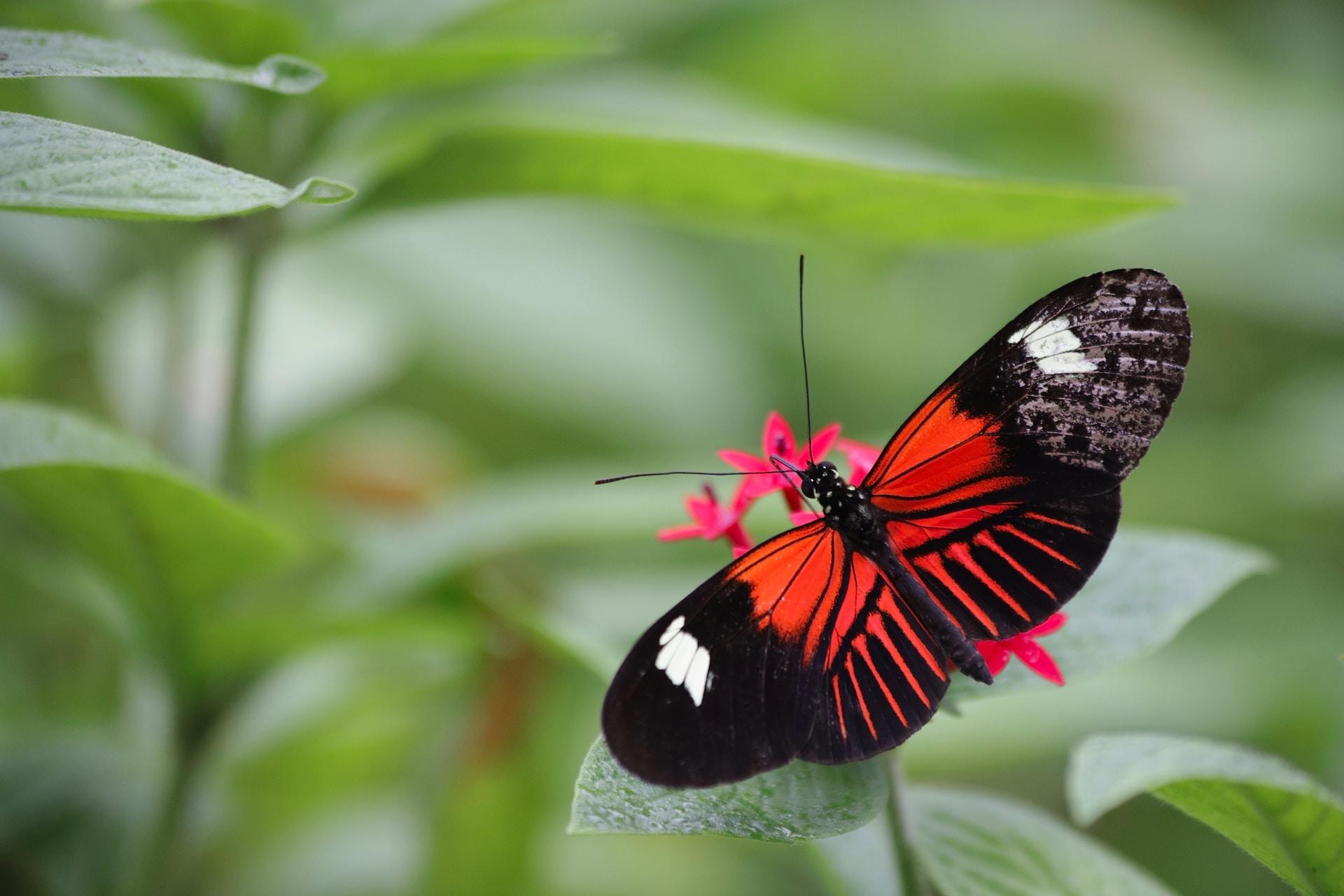 ailes d'un papillon dans la nature