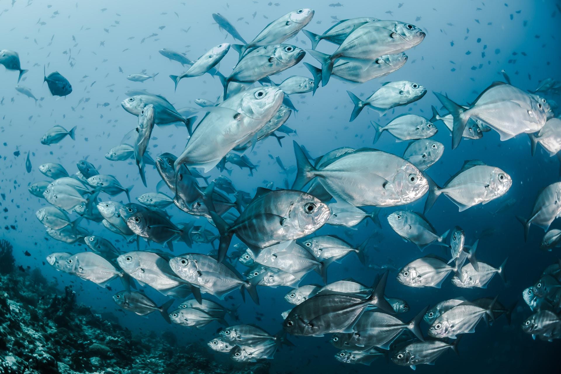 banc de poissons dans la mer