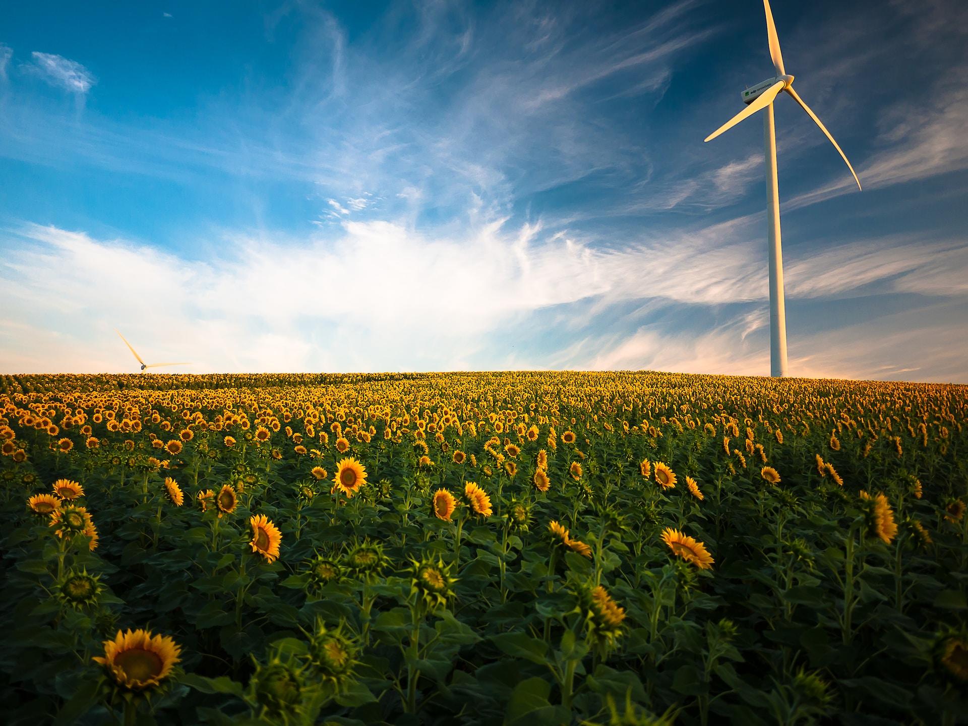 Tournesols et éolienne 