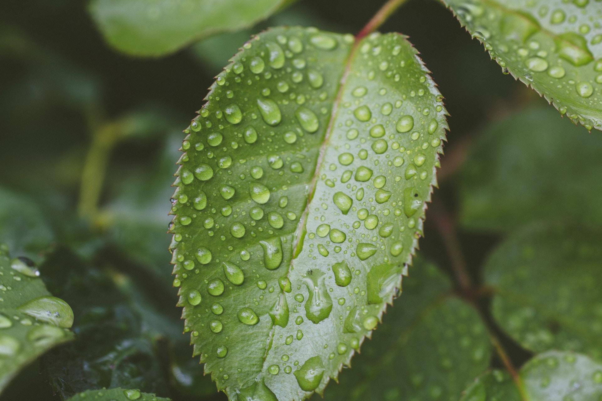 feuille verte remplie de gouttes d'eau