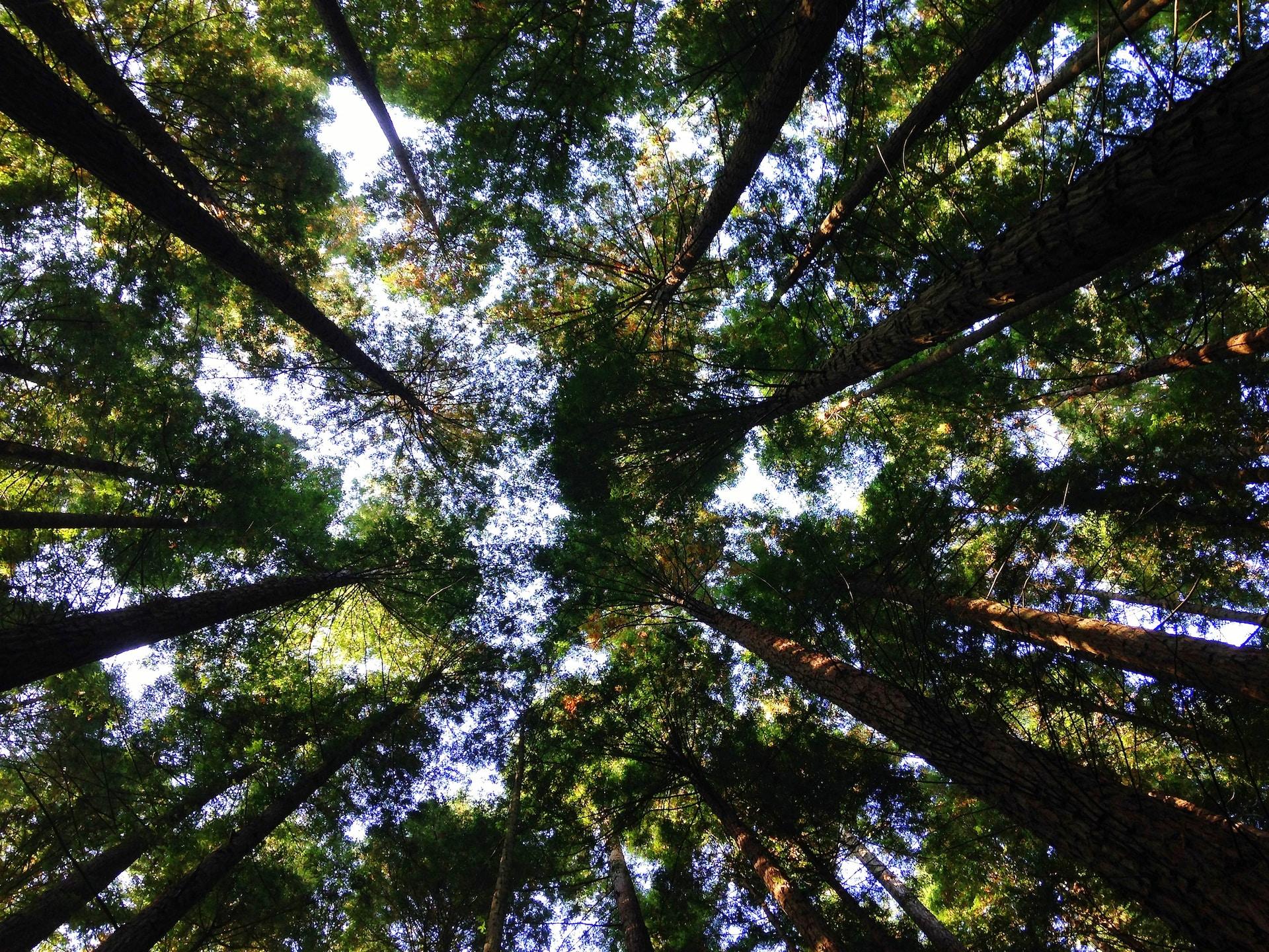 vue contre plongée des arbres d'une forêt