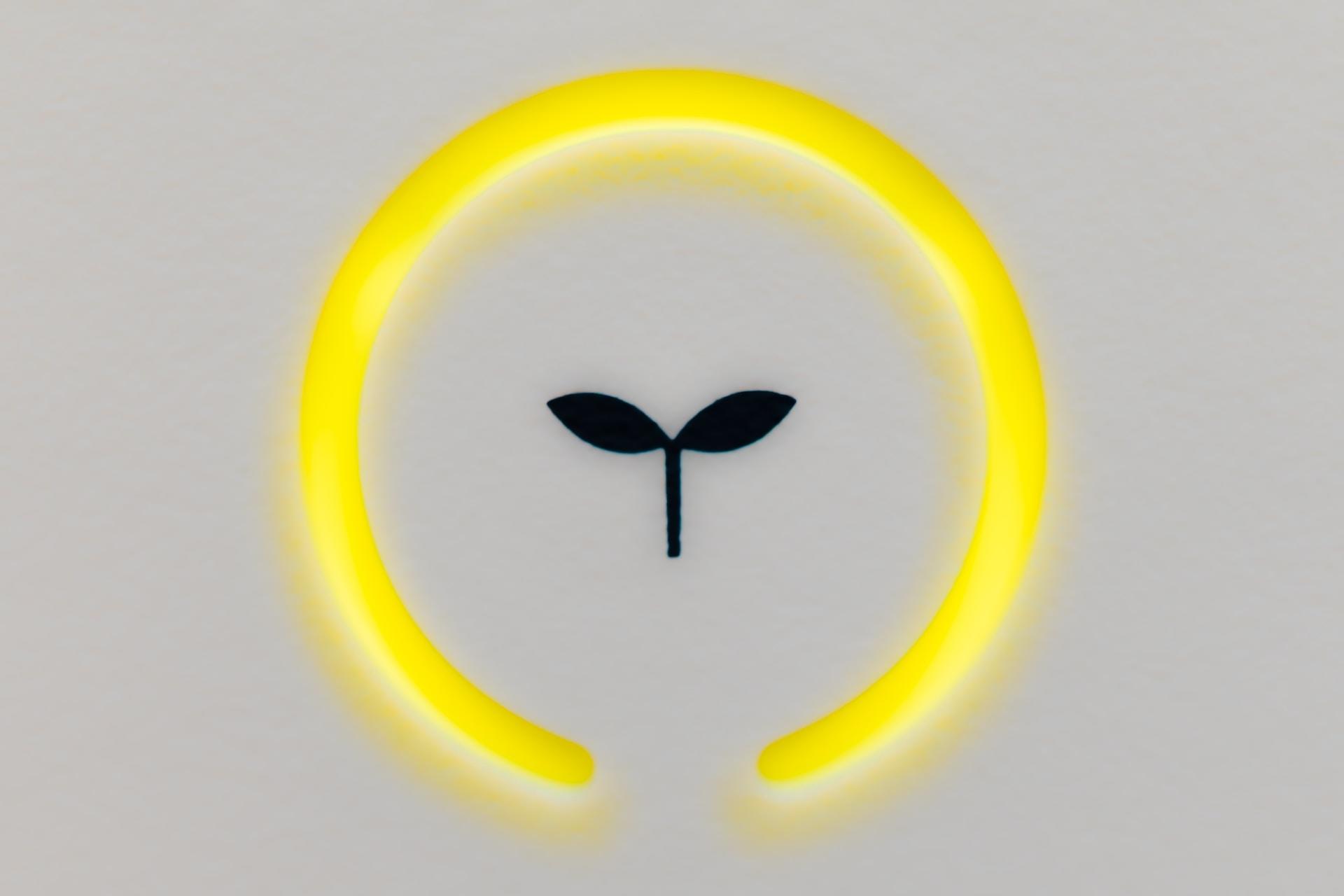 petite plante pousse verte