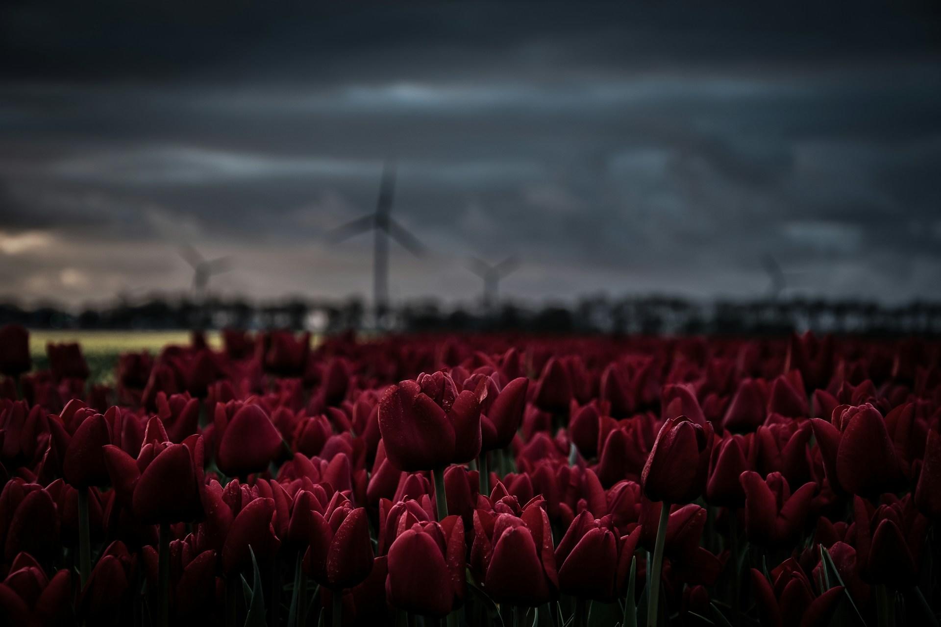 tulipes rouges ciel éoliennes
