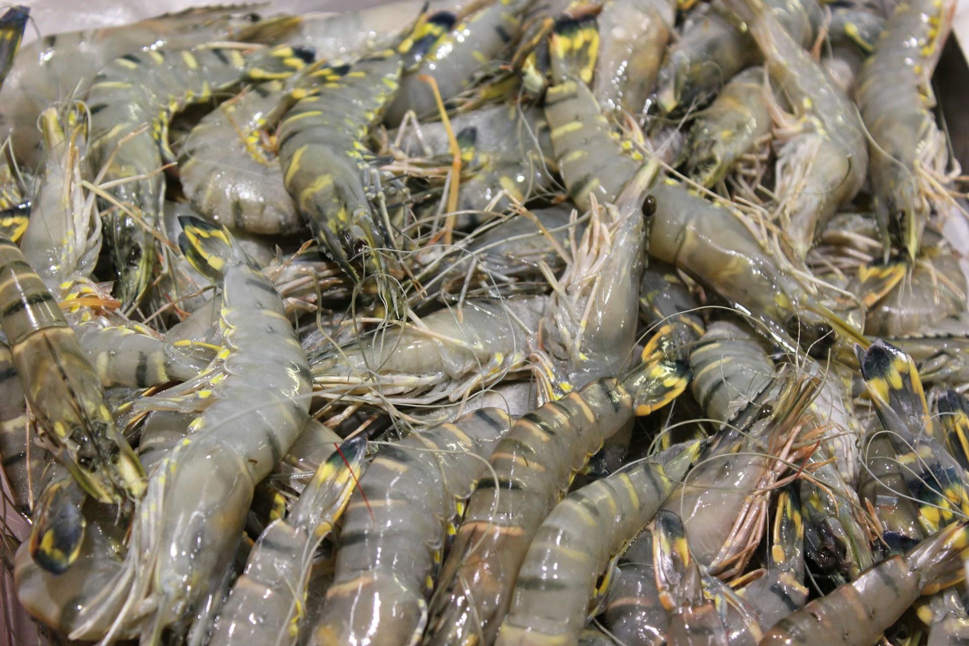 crevettes grises
