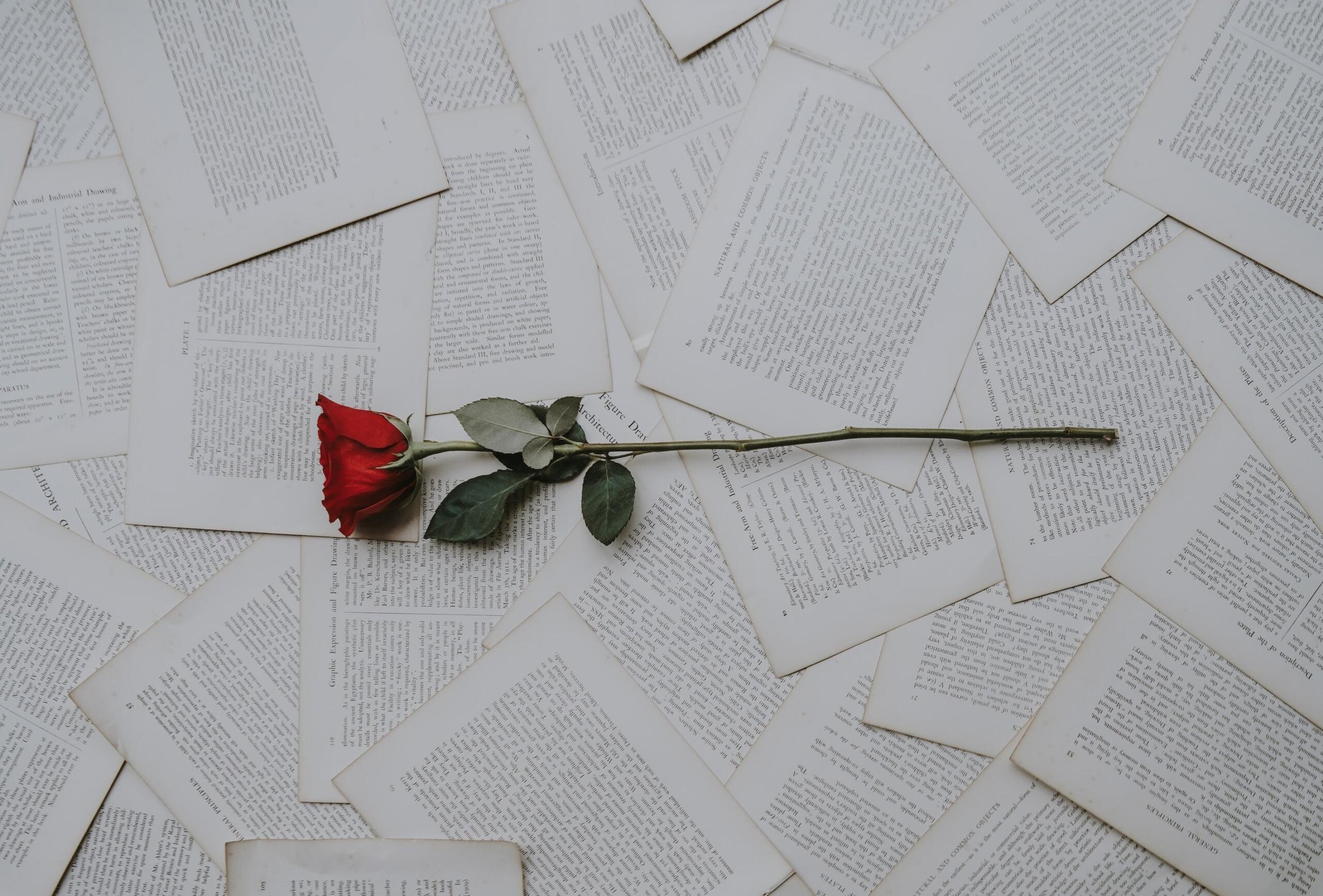 rose sur feuilles manuscrites
