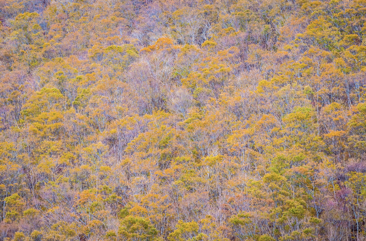 прочутият Клод Моне