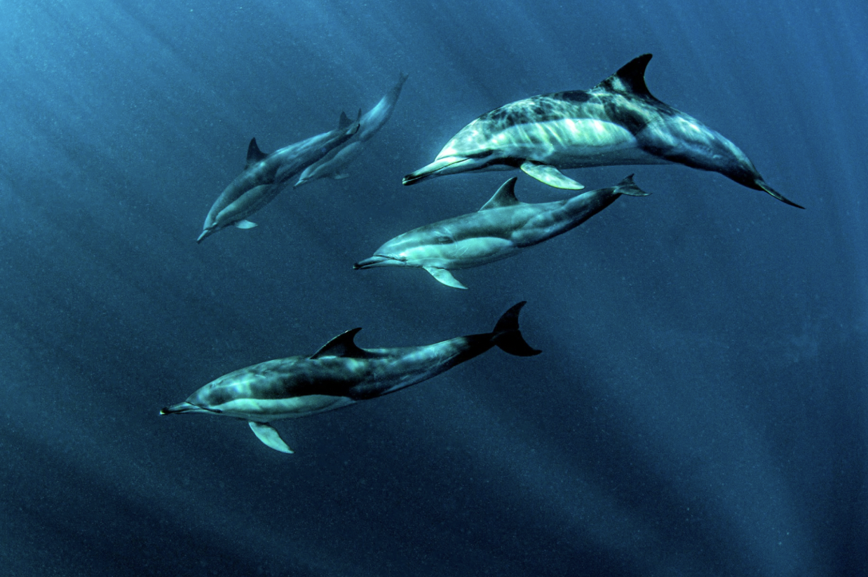 делфини плуващи във вода