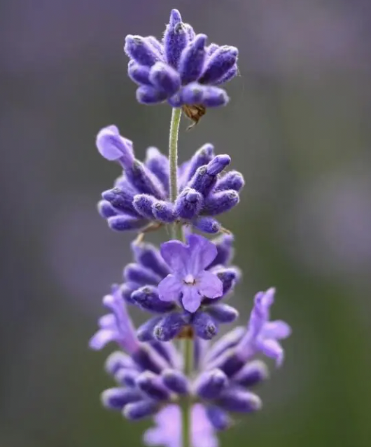 bulgarska lavandula