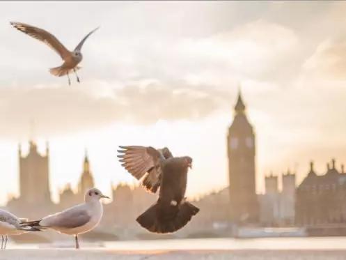 Fale a língua de Shakespeare e voe alto!