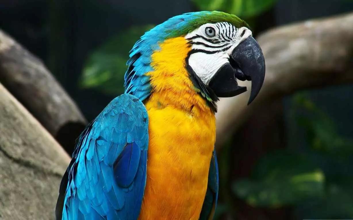 O país é rico em natureza e línguas!