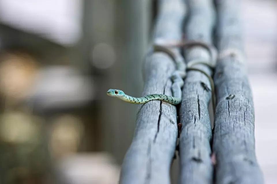 O Arcadismo fazia adoração à natureza.