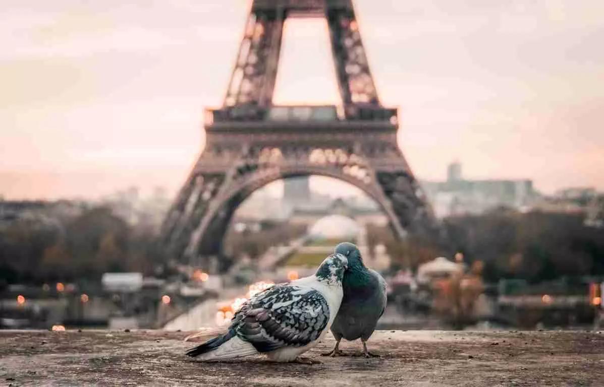 Conheça a capital da França e seus pássaros